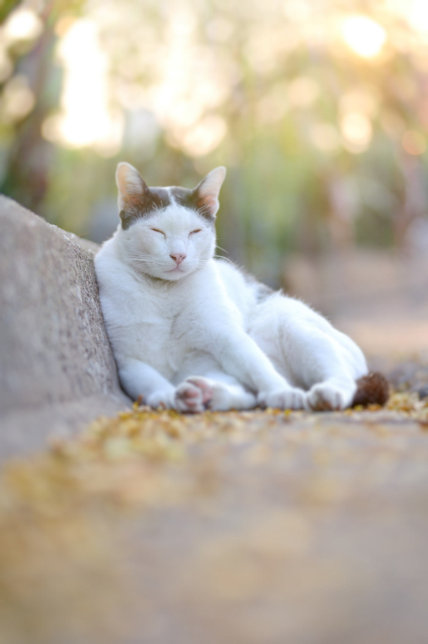 Tokina AT-X Pro 100mm F2.8 Macro sample photo. Sleeping photography