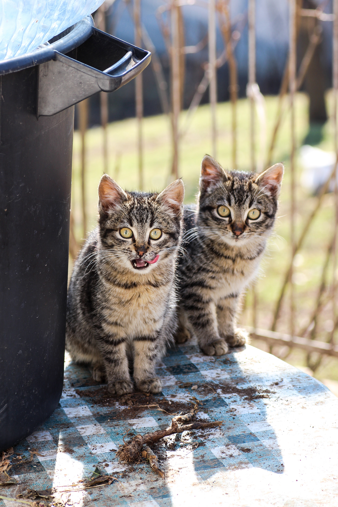 Canon EOS 700D (EOS Rebel T5i / EOS Kiss X7i) + Tamron SP AF 90mm F2.8 Di Macro sample photo. Cats photography