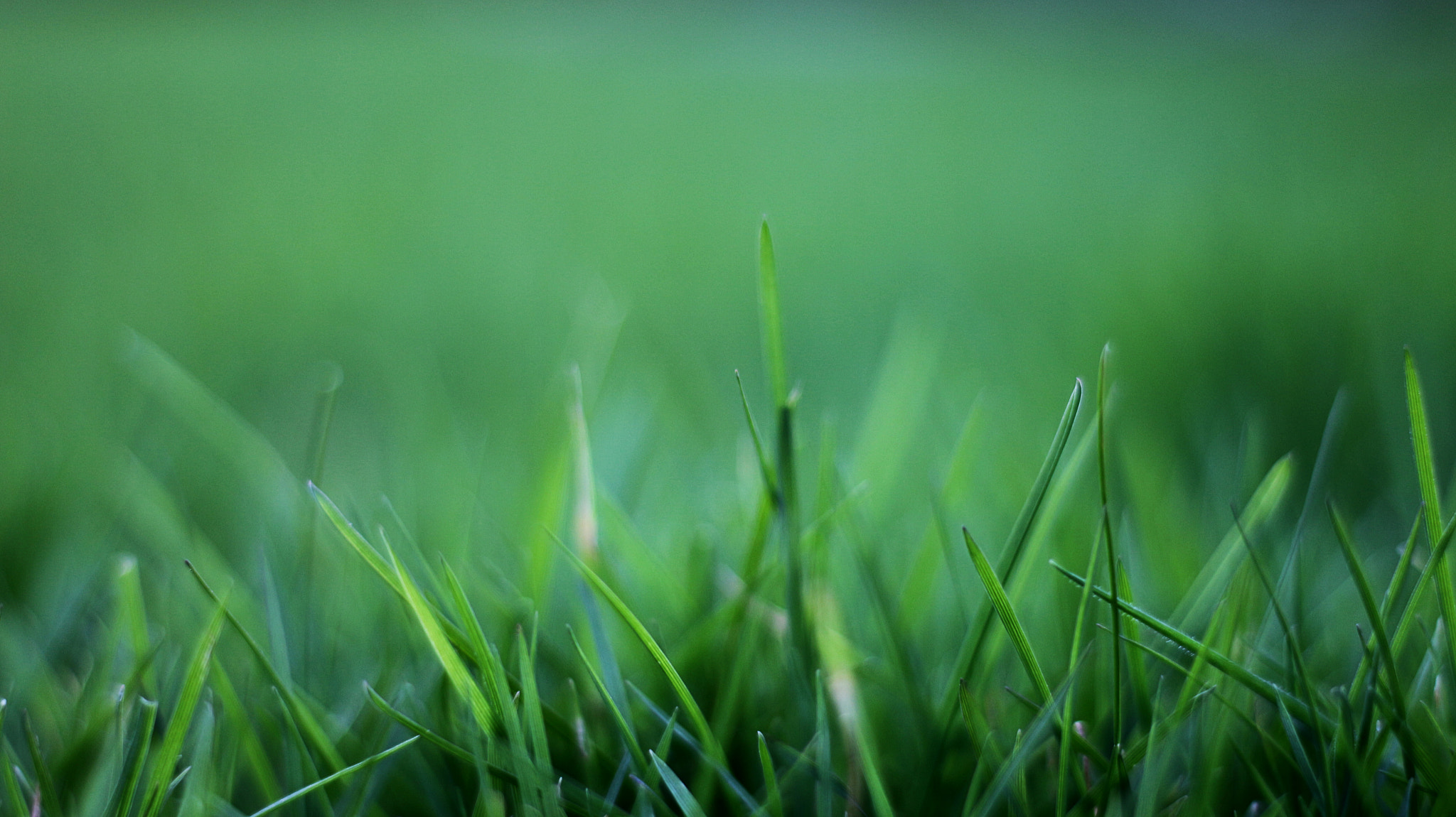 Canon EOS 650D (EOS Rebel T4i / EOS Kiss X6i) + Canon EF 50mm F1.8 STM sample photo. Erm....grass! photography