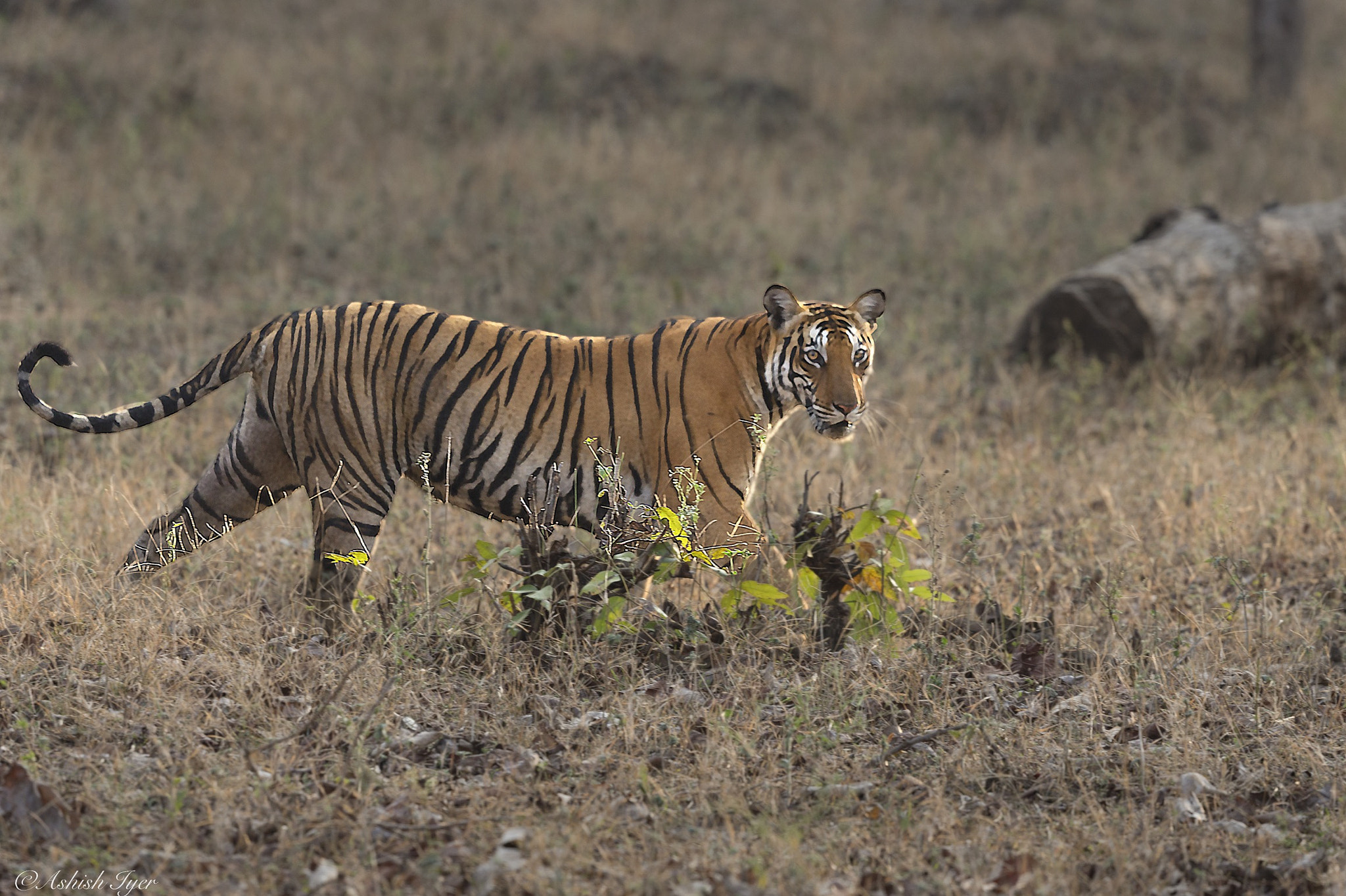 Canon EF 500mm F4L IS II USM sample photo. Tigress on prowl photography