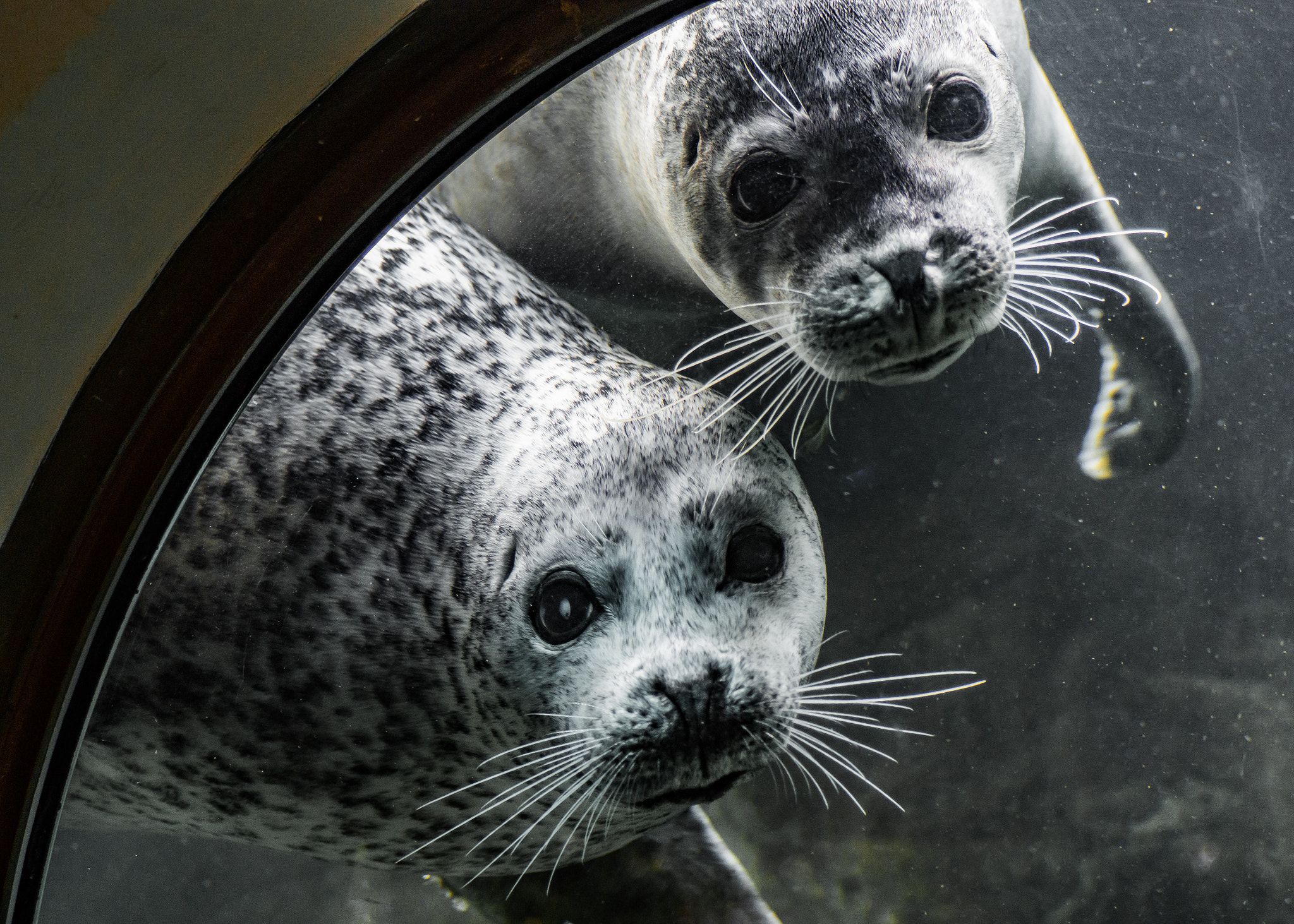 Olympus OM-D E-M10 sample photo. Seals photography