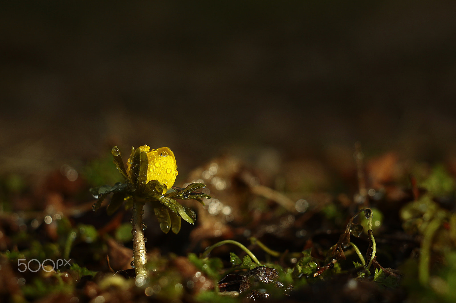 Canon EF 35-80mm f/4-5.6 sample photo. Flower photography