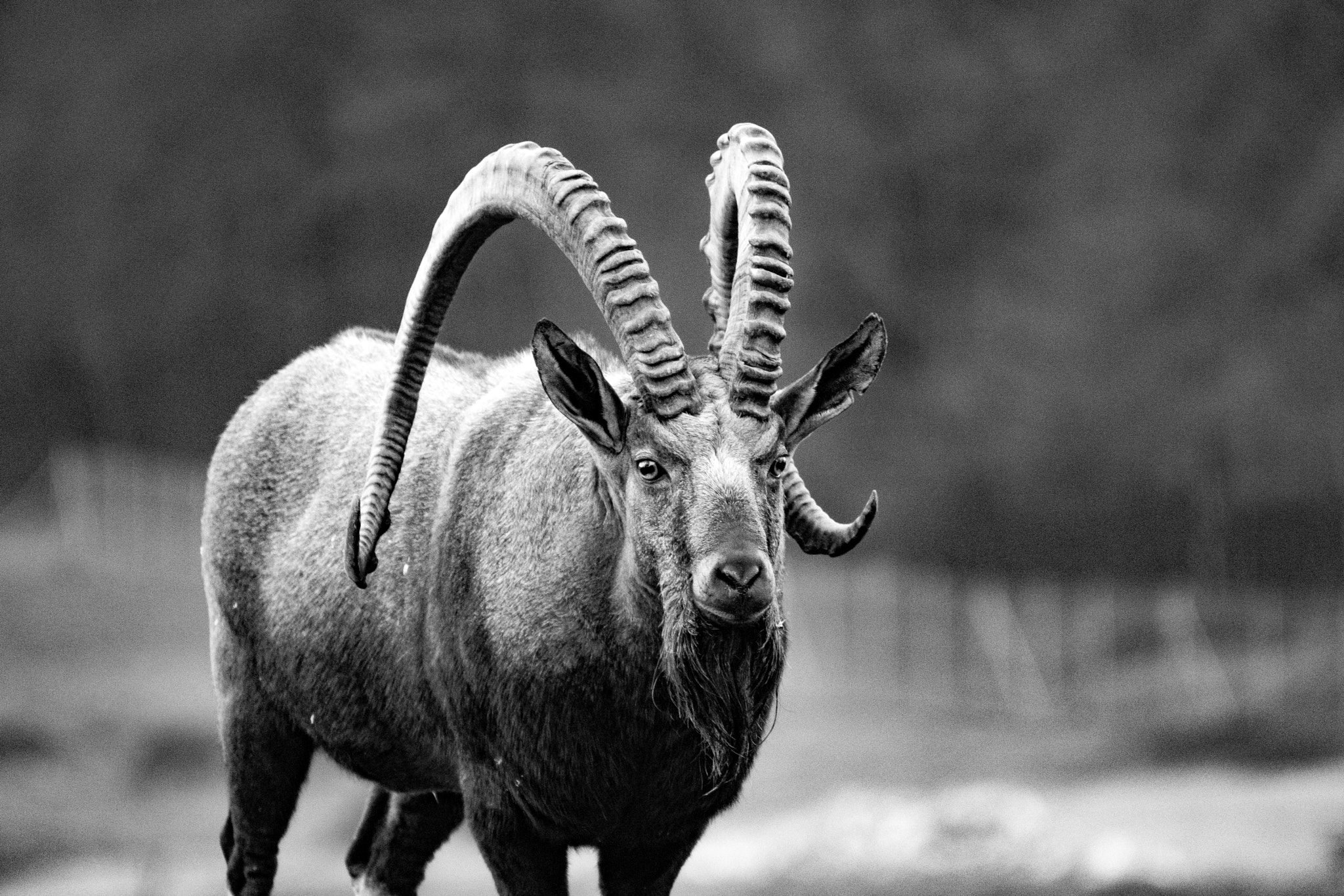 Sony ILCA-77M2 sample photo. Alpine ibex photography