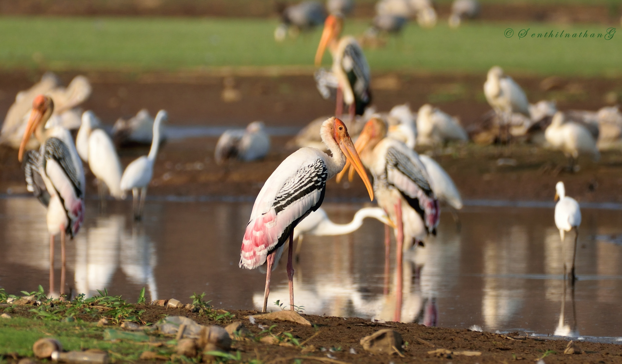 Nikon AF-S Nikkor 200-500mm F5.6E ED VR sample photo. Painted stork photography