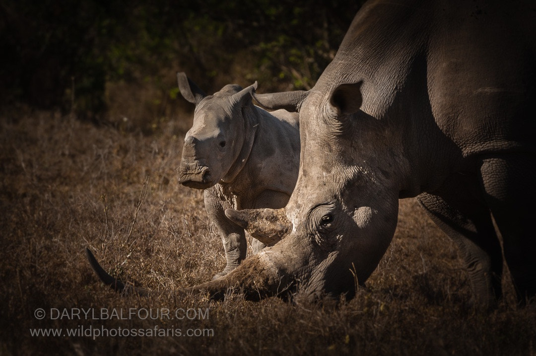 Nikon D2Xs sample photo. Rhino love photography