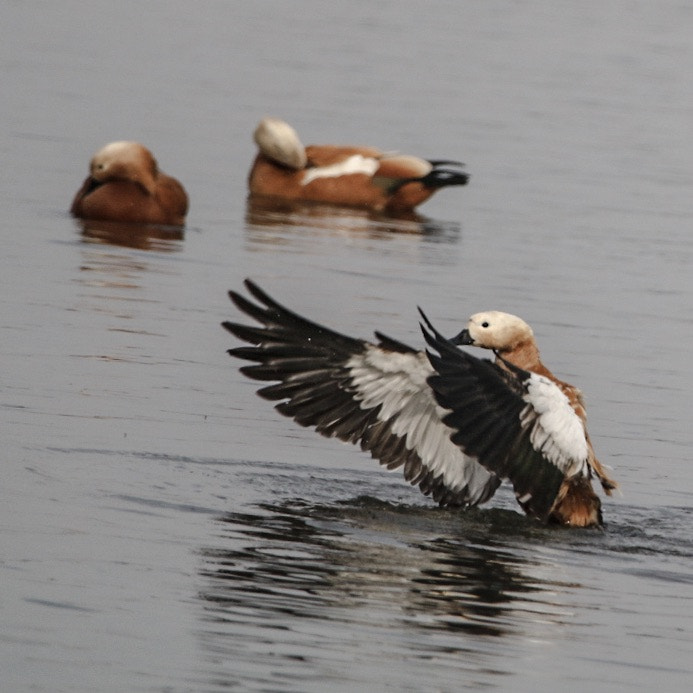 150-600mm F5-6.3 DG OS HSM | Contemporary 015 sample photo. Bird in motion photography