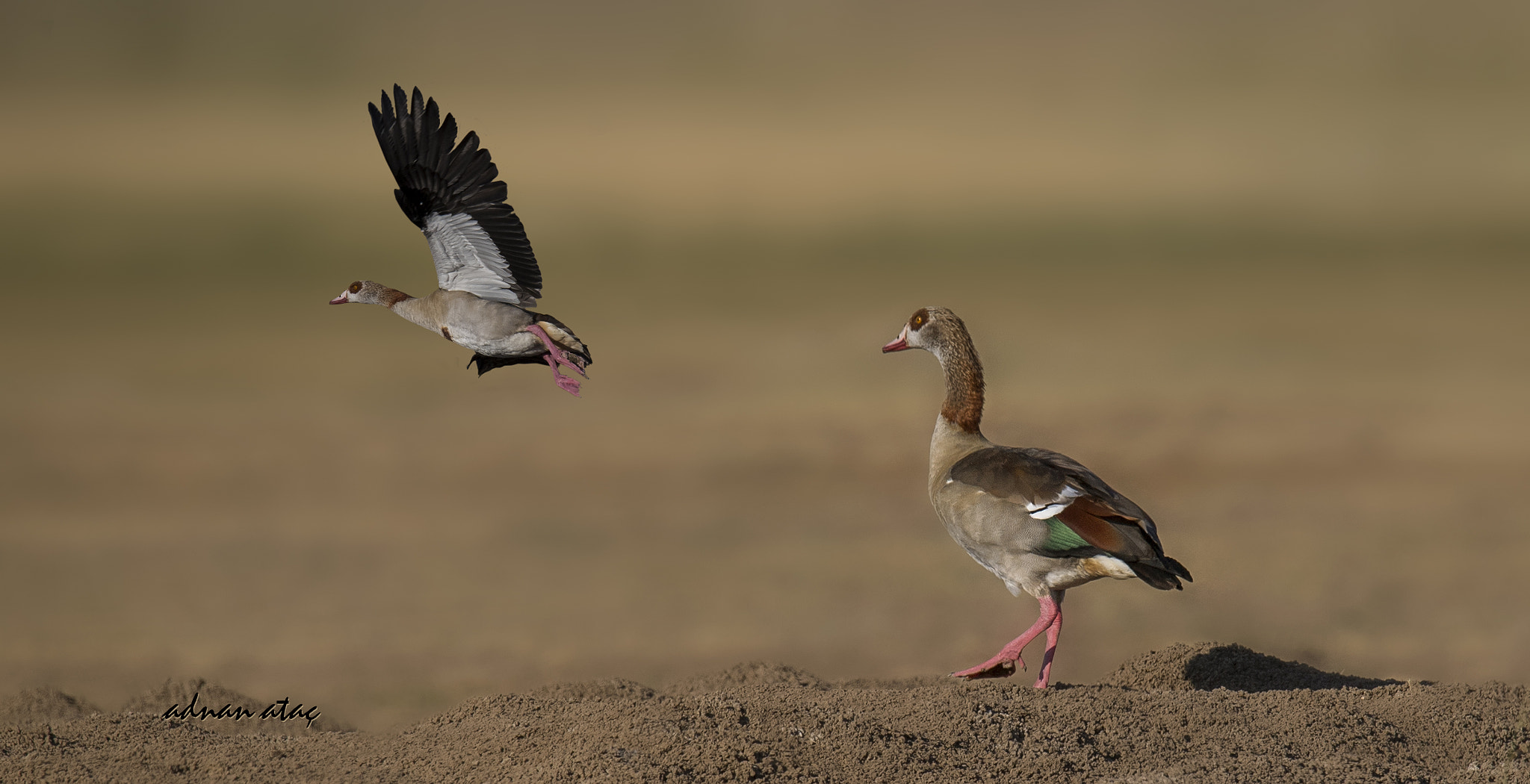 Sigma 150-600mm F5-6.3 DG OS HSM | S sample photo. Nil kazı - egyptian goose - alopochen aegyptiaca photography