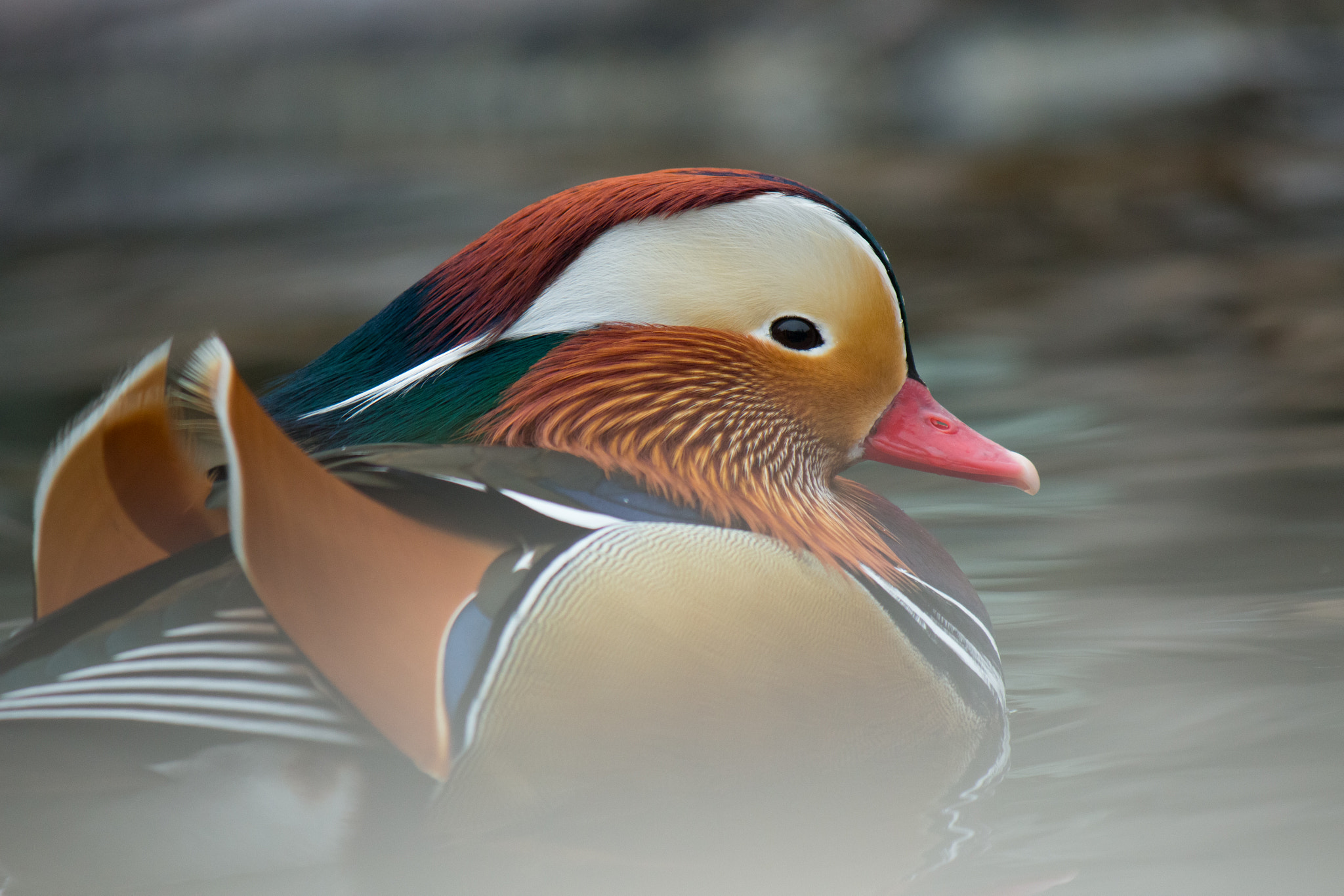 Canon EF-S 55-250mm F4-5.6 IS II sample photo. Mandarin duck photography