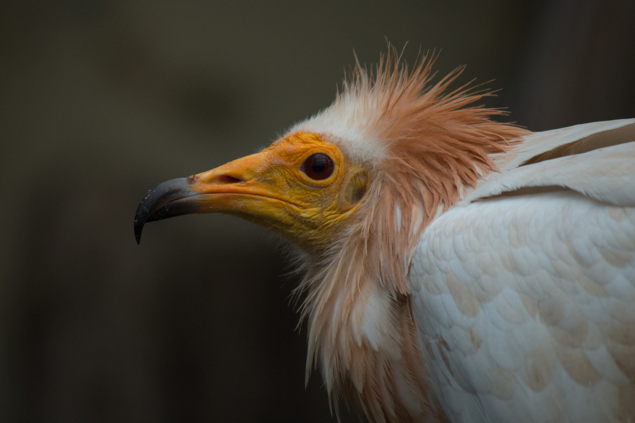 Canon EF-S 55-250mm F4-5.6 IS II sample photo. Death´s friend photography