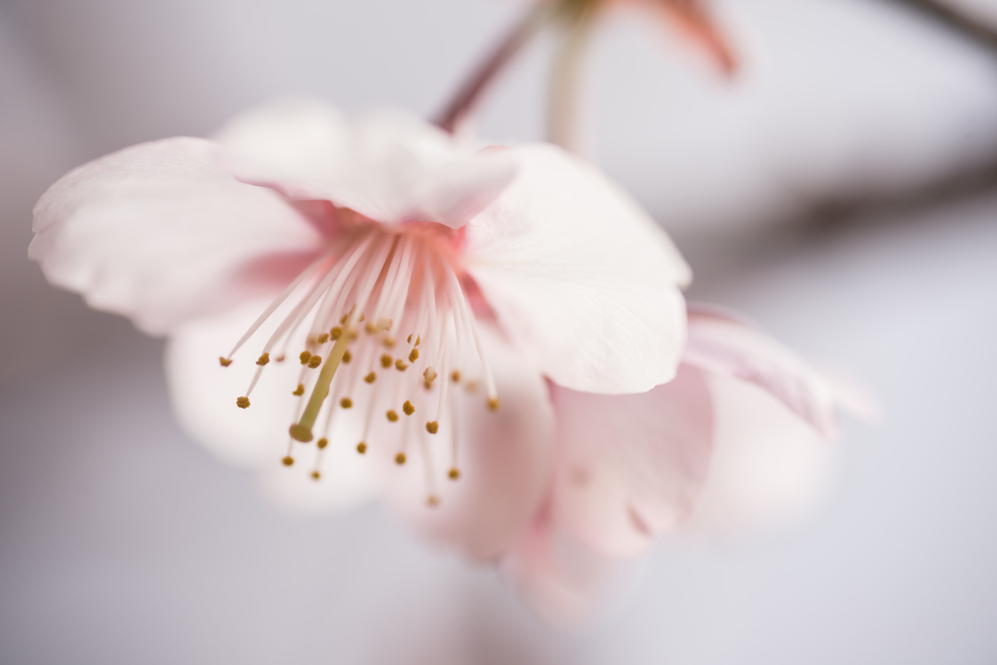 Nikon D800 sample photo. Winter cherry blossom photography