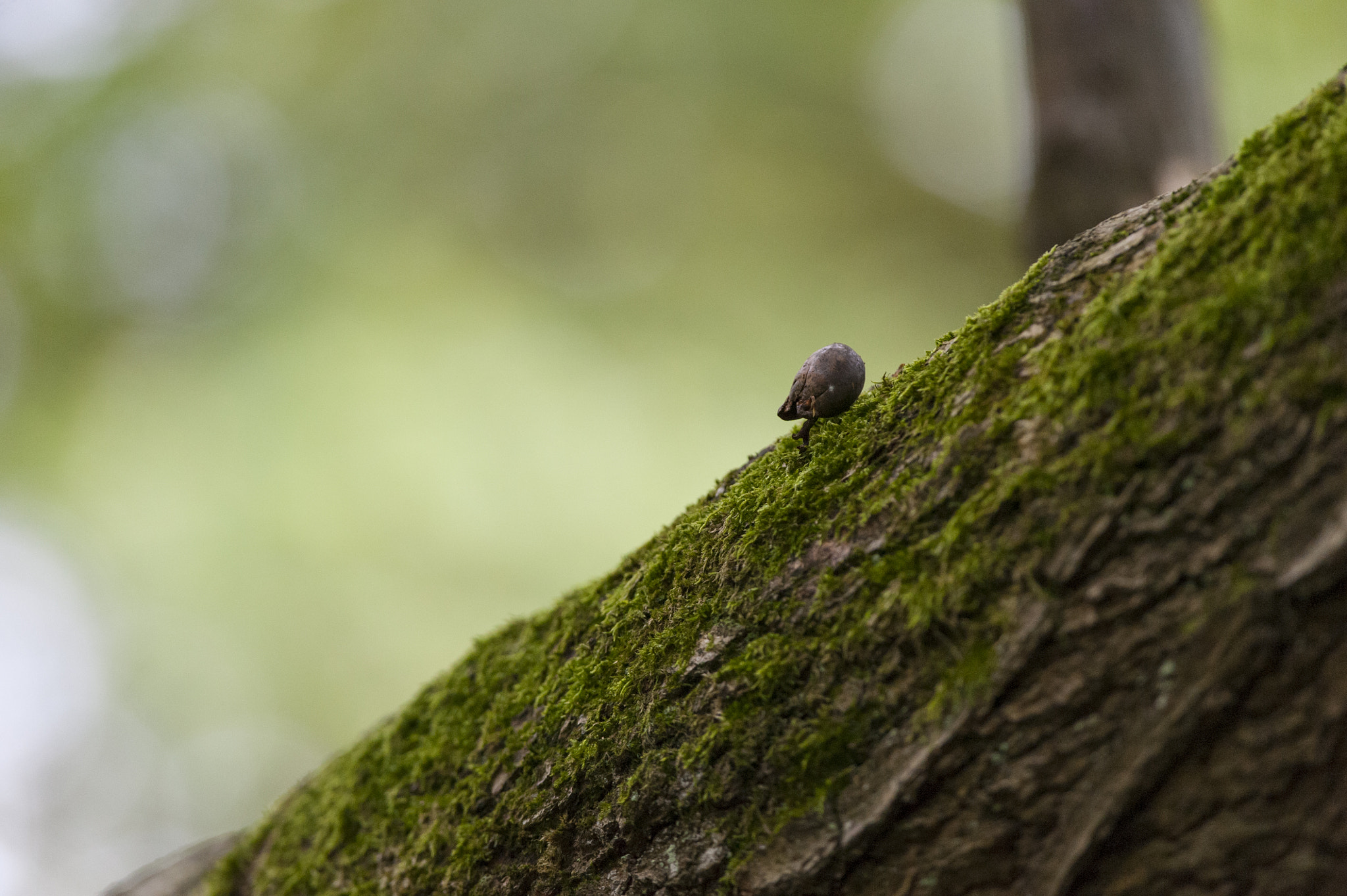 Nikon D700 + Nikon AF-S Nikkor 300mm F4D ED-IF sample photo. Acorn photography