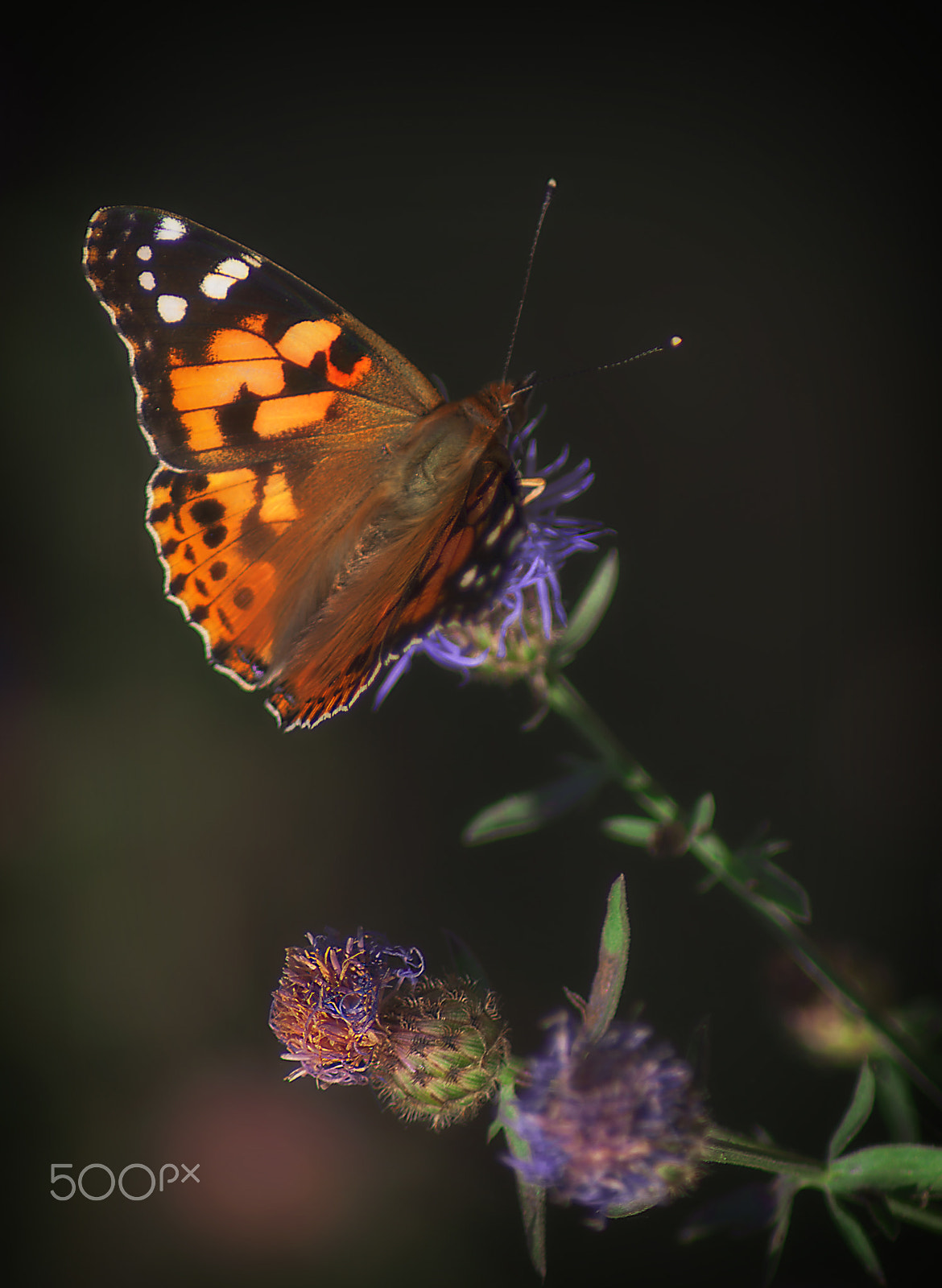Tamron AF 70-300mm F4-5.6 LD Macro 1:2 sample photo. Prince of colors... photography
