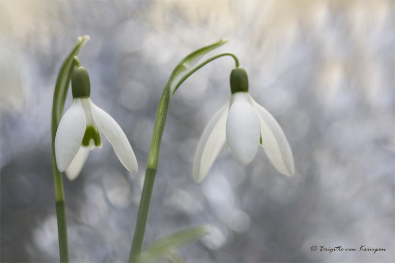 Canon EF 100mm F2.8 Macro USM sample photo. Let the spring begin photography