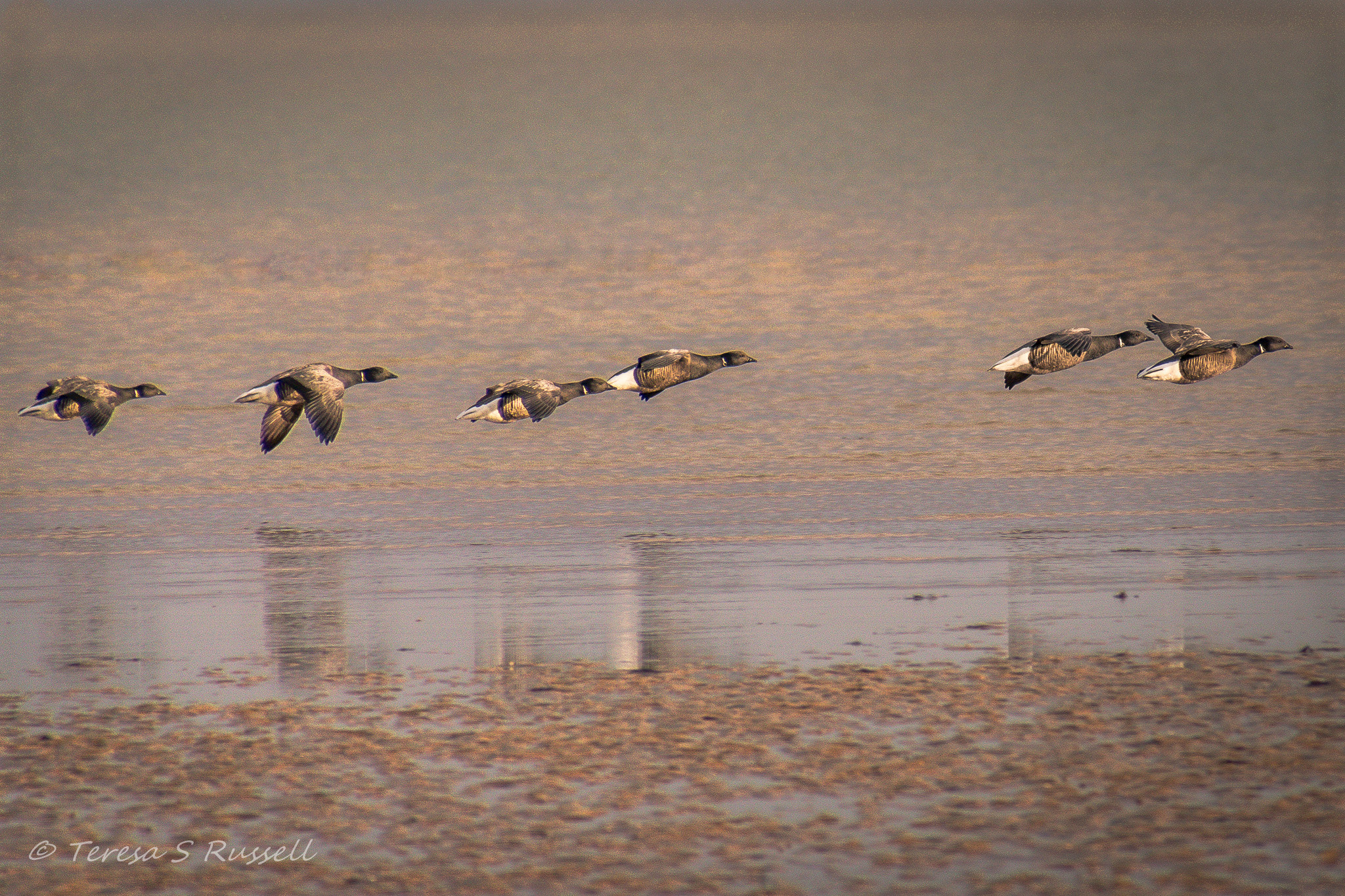 Canon EOS 760D (EOS Rebel T6s / EOS 8000D) sample photo. In flight. photography
