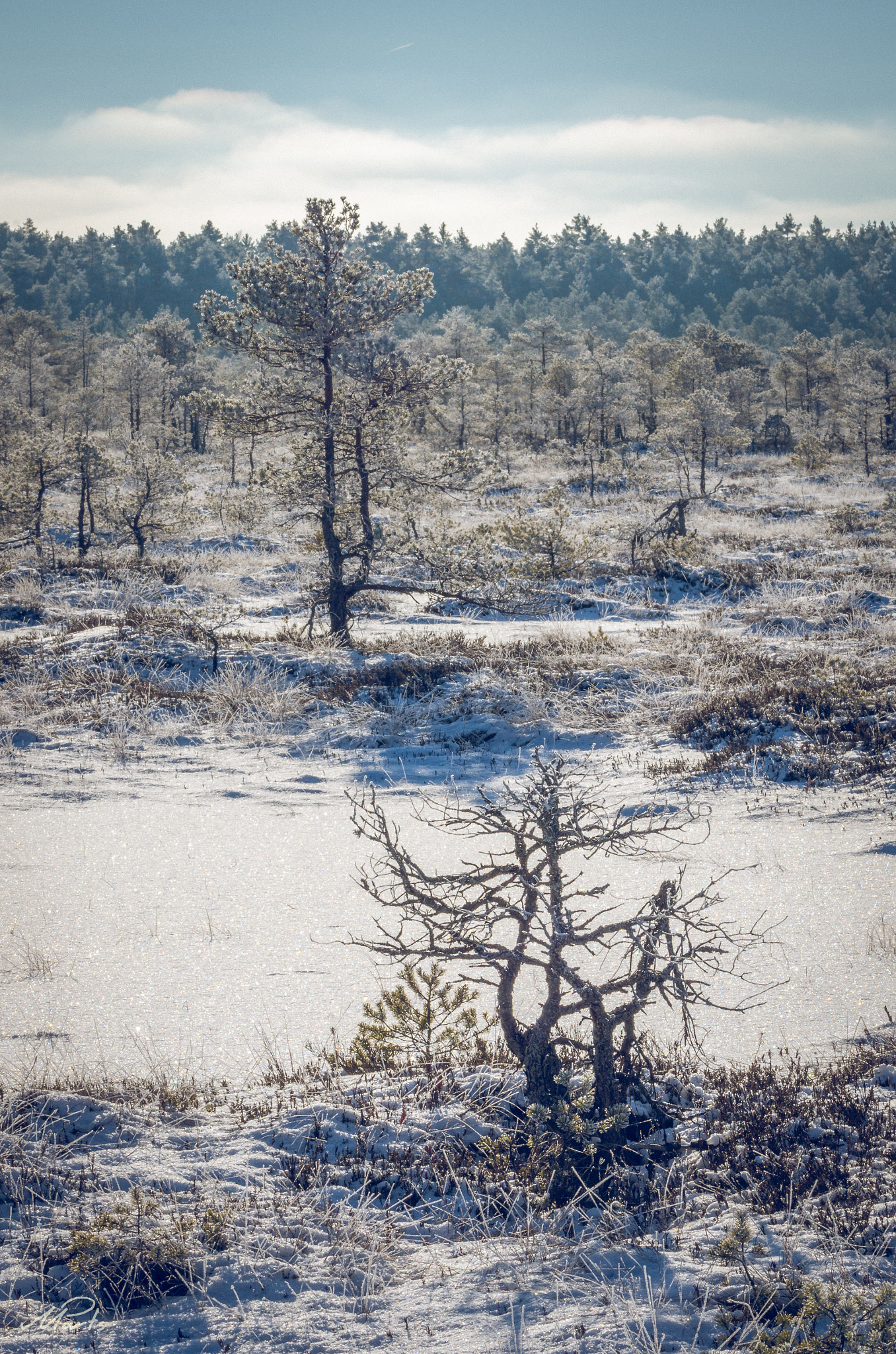 Pentax K-5 II sample photo. A sunny winter day in the bog photography