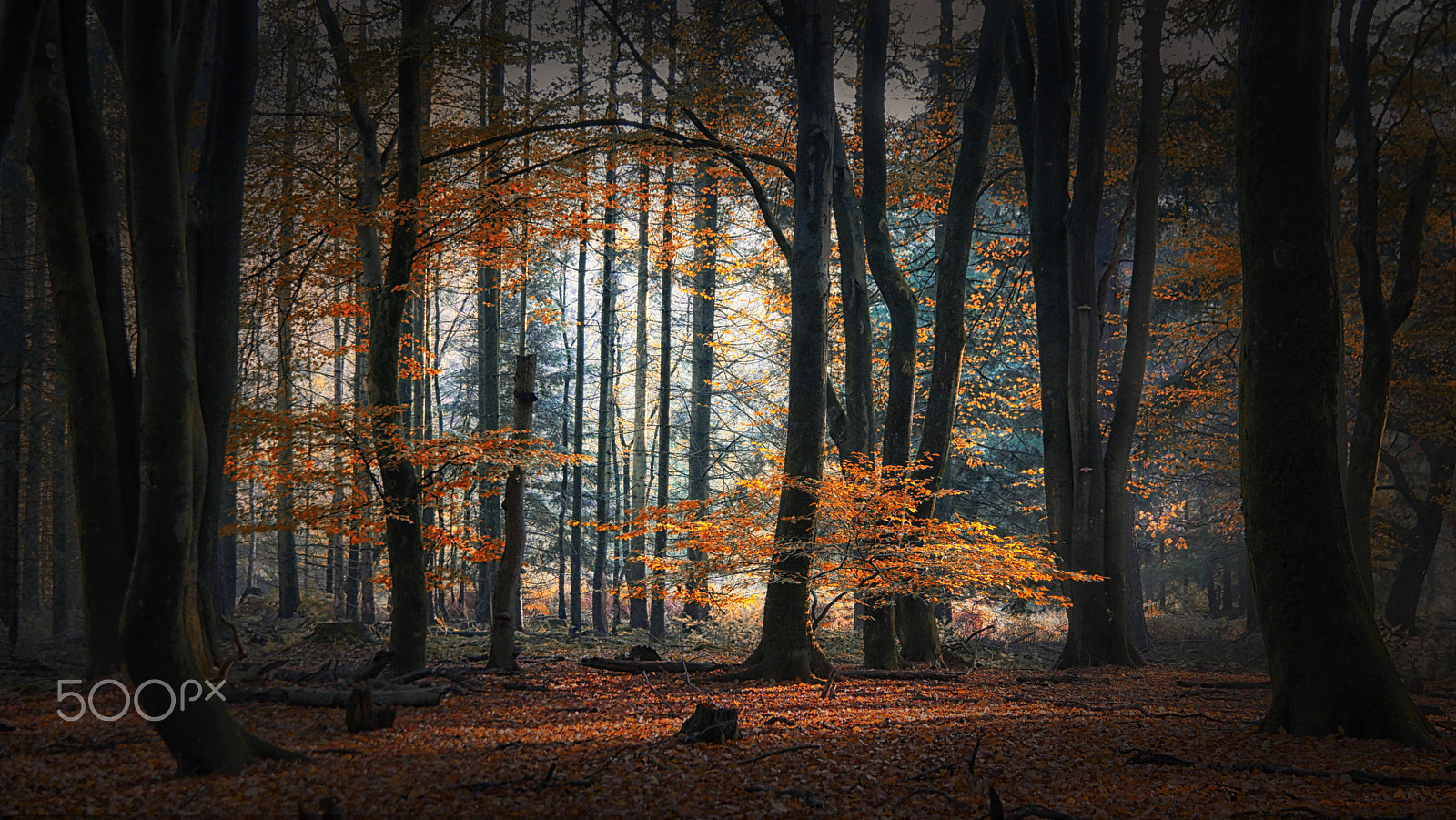 NX 18-200mm F3.5-6.3 sample photo. Frozen in autumn . 2 photography