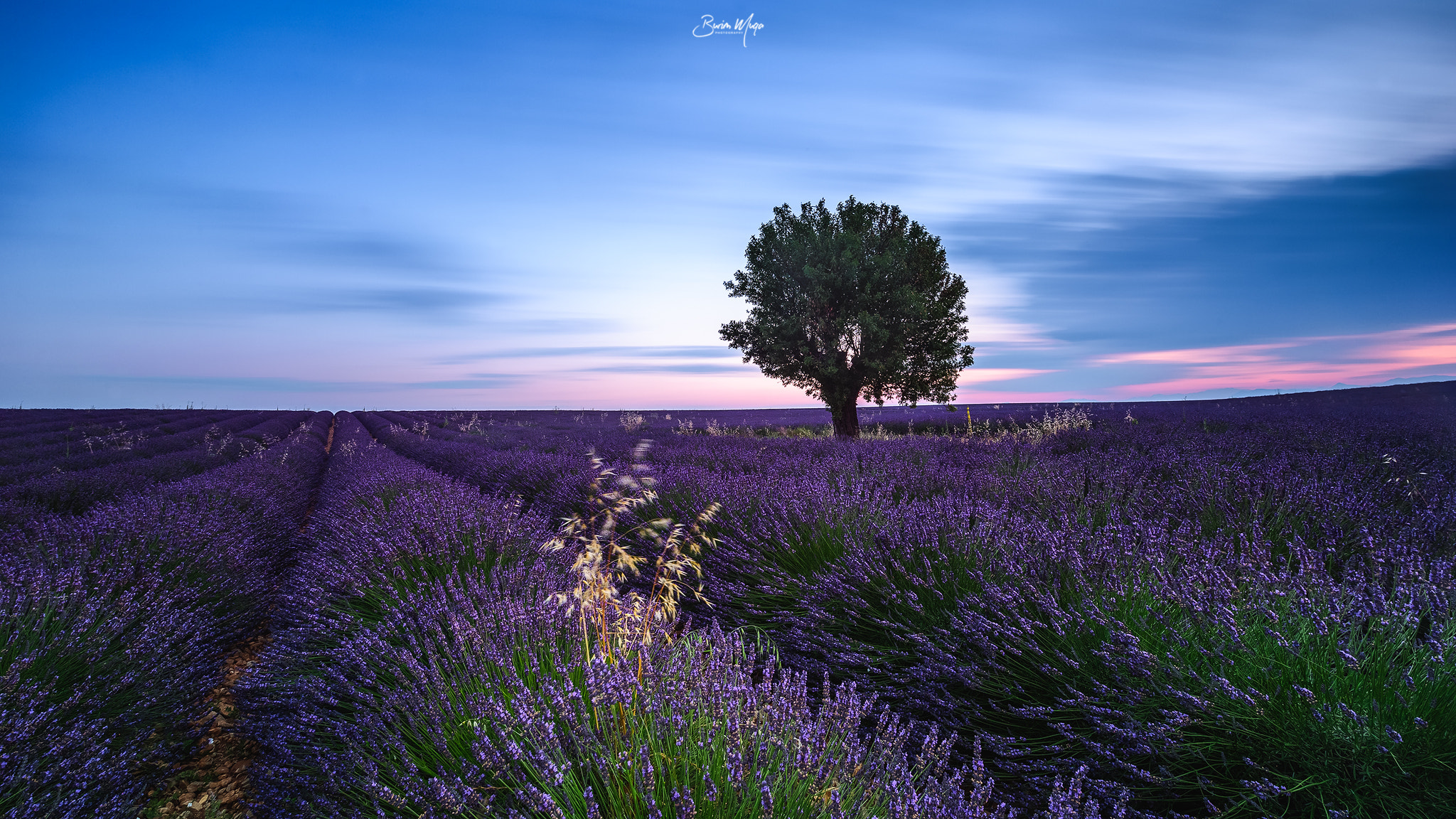 Nikon Df sample photo. Lavender fields photography