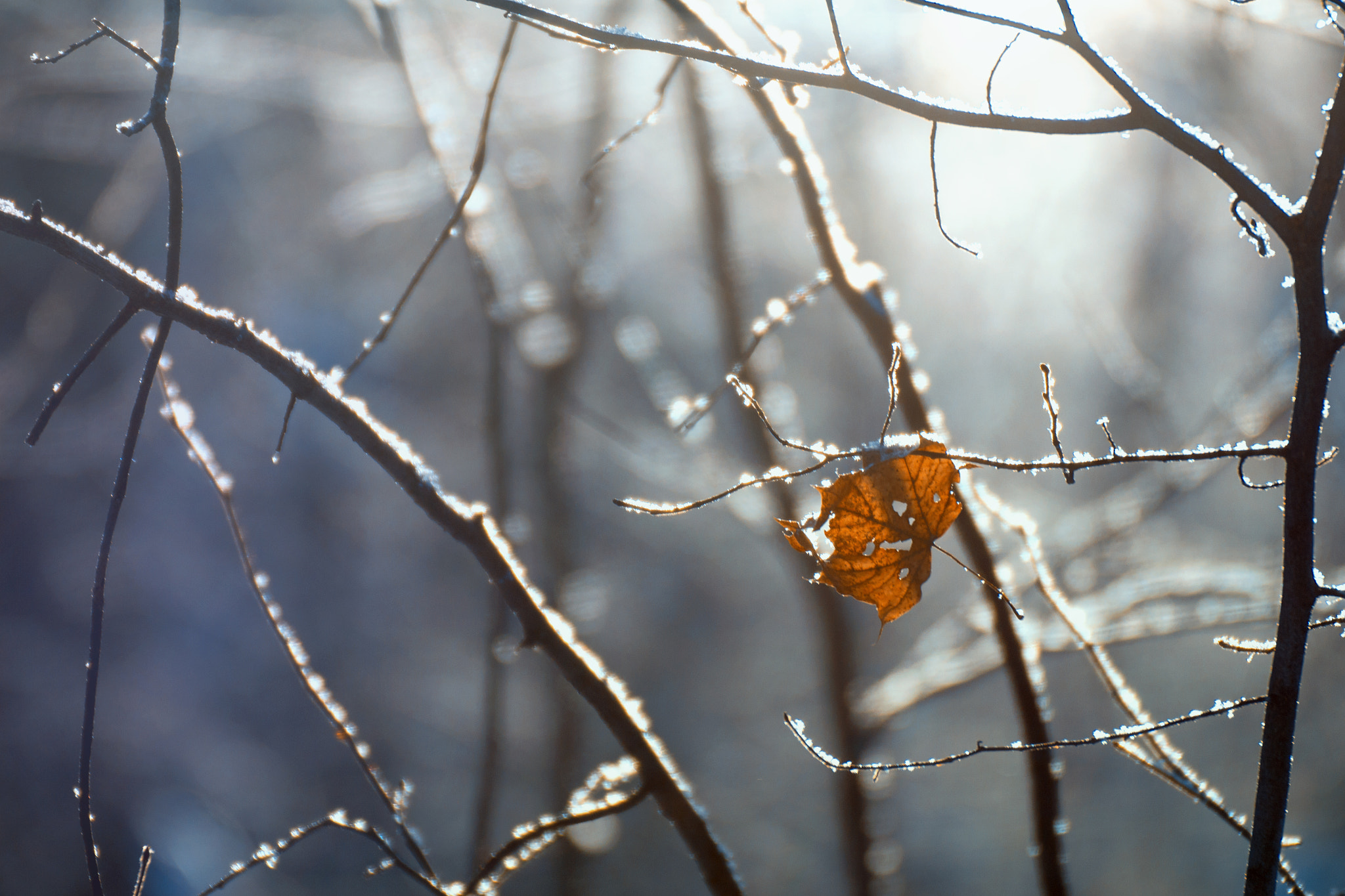 Canon EOS 600D (Rebel EOS T3i / EOS Kiss X5) + Tamron SP 35mm F1.8 Di VC USD sample photo. Frozen autumn legacy photography