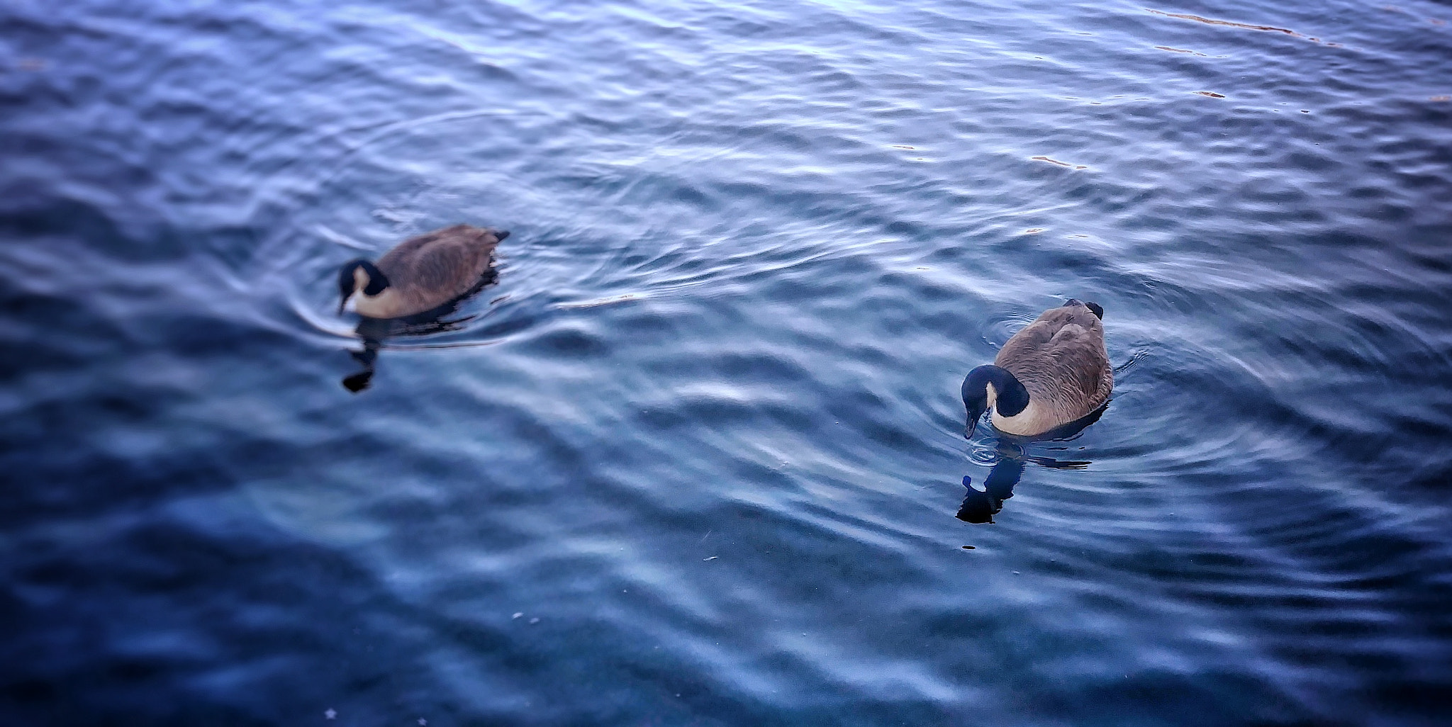 Motorola Moto X Style sample photo. Ducks photography
