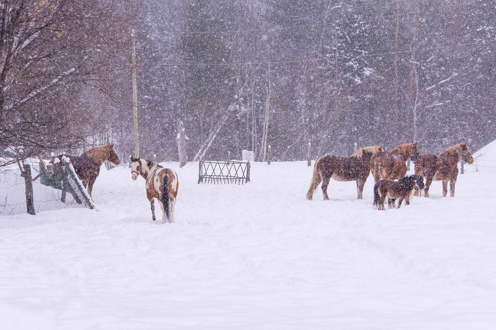 70-200mm F4 G OSS sample photo. Horses in snow photography