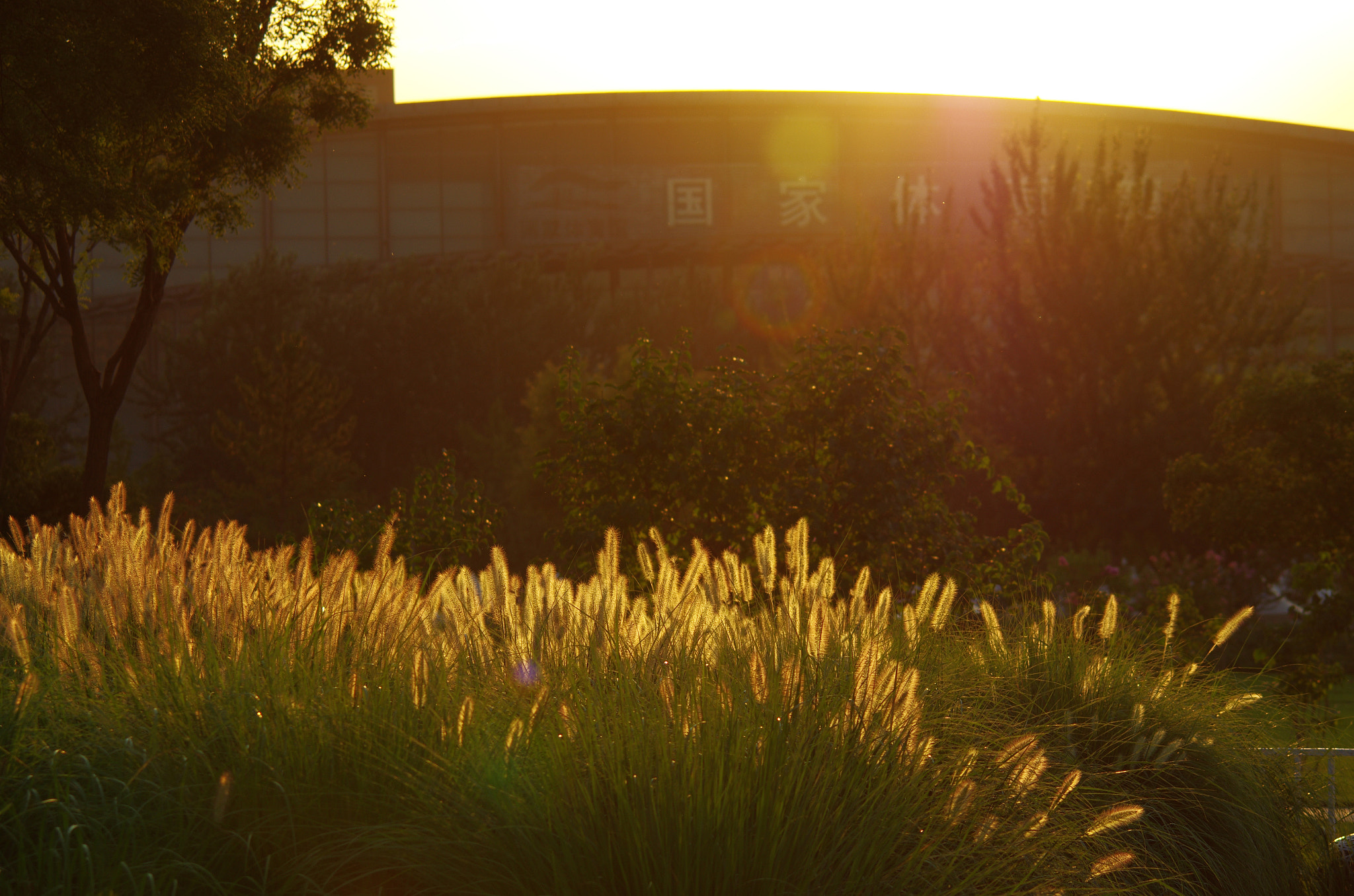 smc PENTAX-FA 80-320mm F4.5-5.6 sample photo. Foxtail i photography