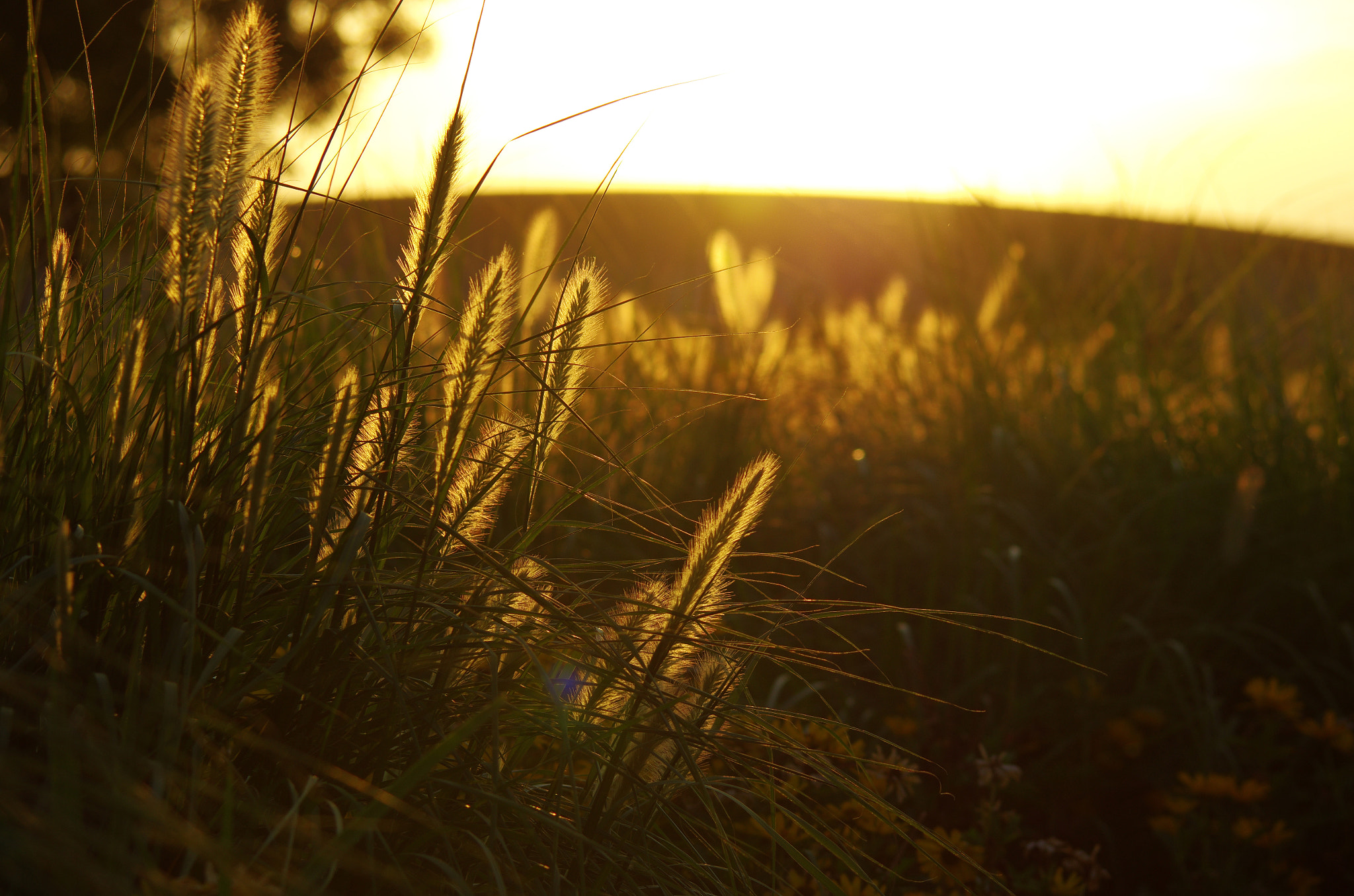 Pentax K-5 II sample photo. Foxtail, beijing photography