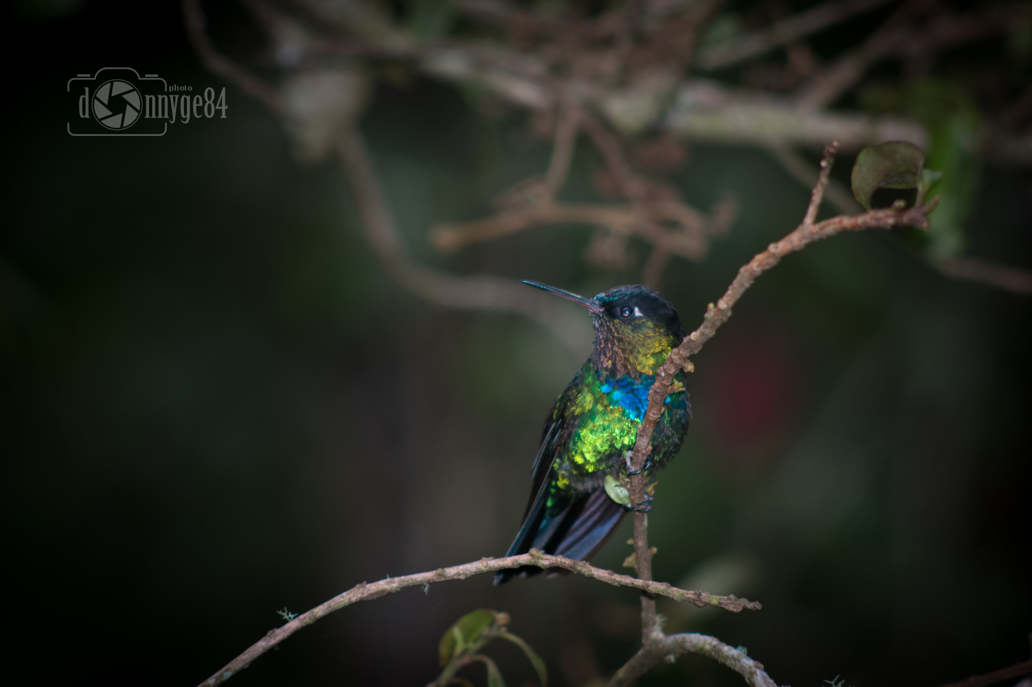 AF Nikkor 70-210mm f/4-5.6 sample photo. Rest of the hummingbird photography