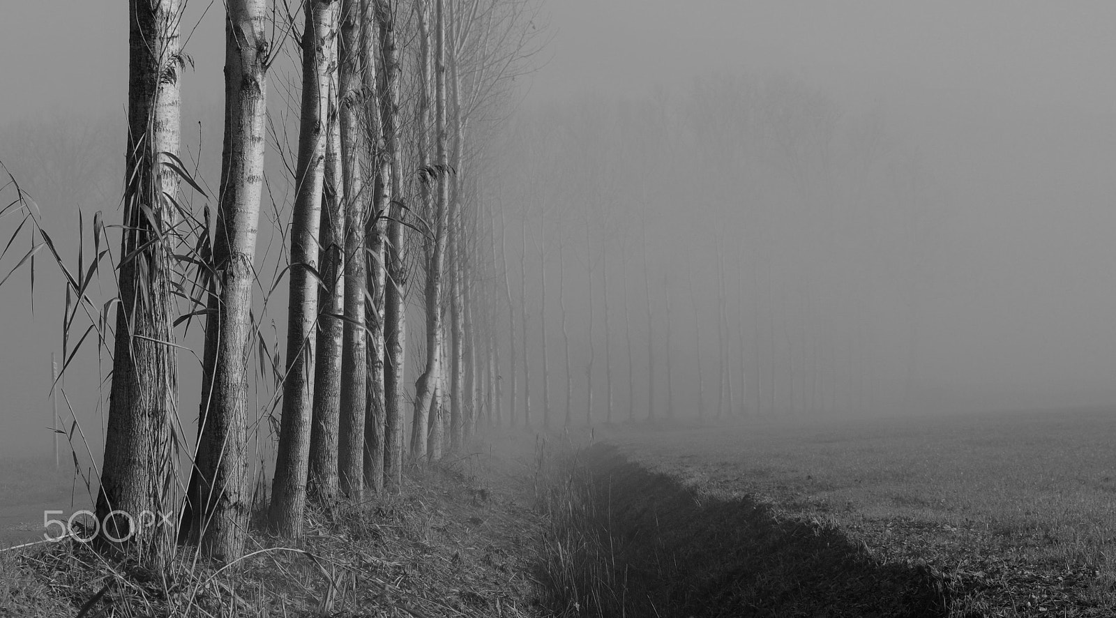 Nikon D300 sample photo. Wild fog photography