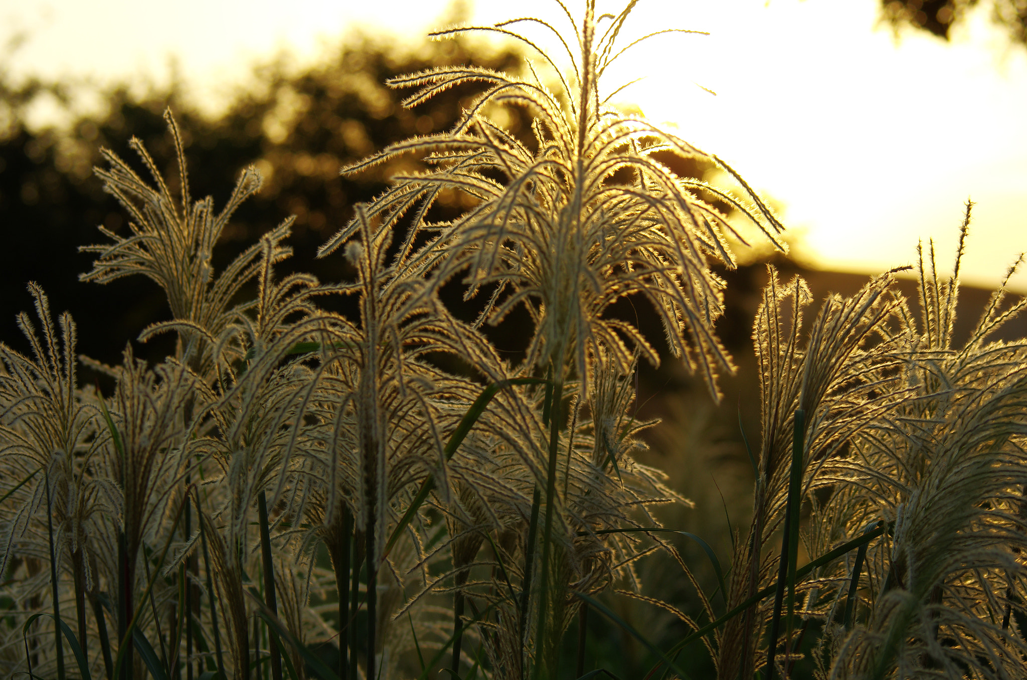 Pentax K-5 II + smc PENTAX-FA 80-320mm F4.5-5.6 sample photo. Reed i photography