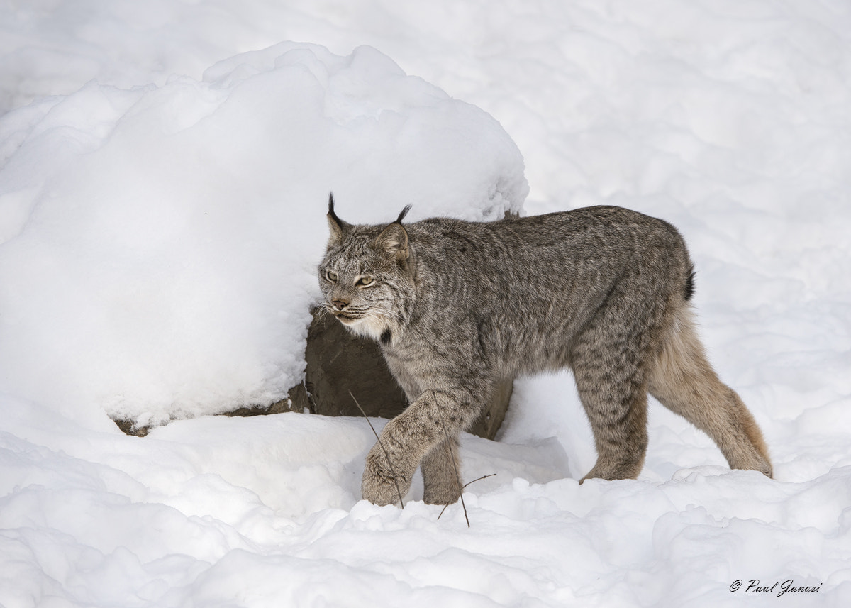 Nikon D4S + Nikon AF-S Nikkor 200-400mm F4G ED-IF VR sample photo. Canada lynx photography