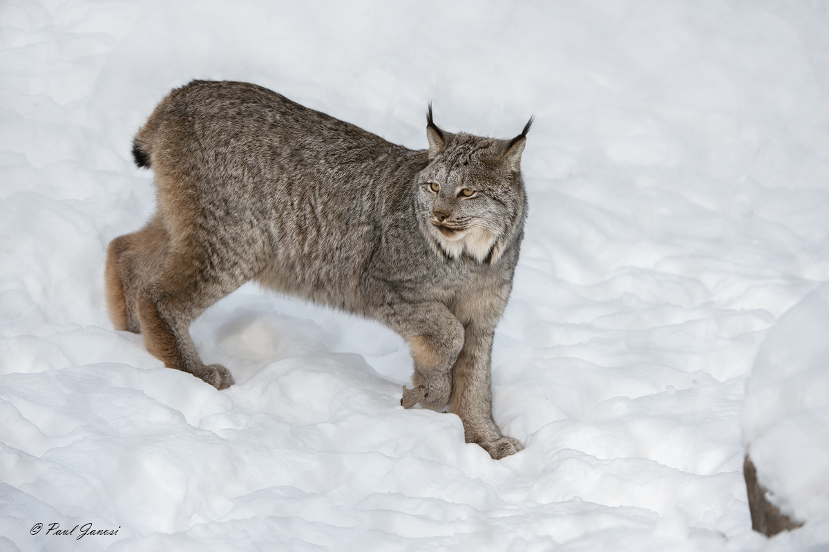 Nikon D4S + Nikon AF-S Nikkor 200-400mm F4G ED-IF VR sample photo. Canada lynx photography