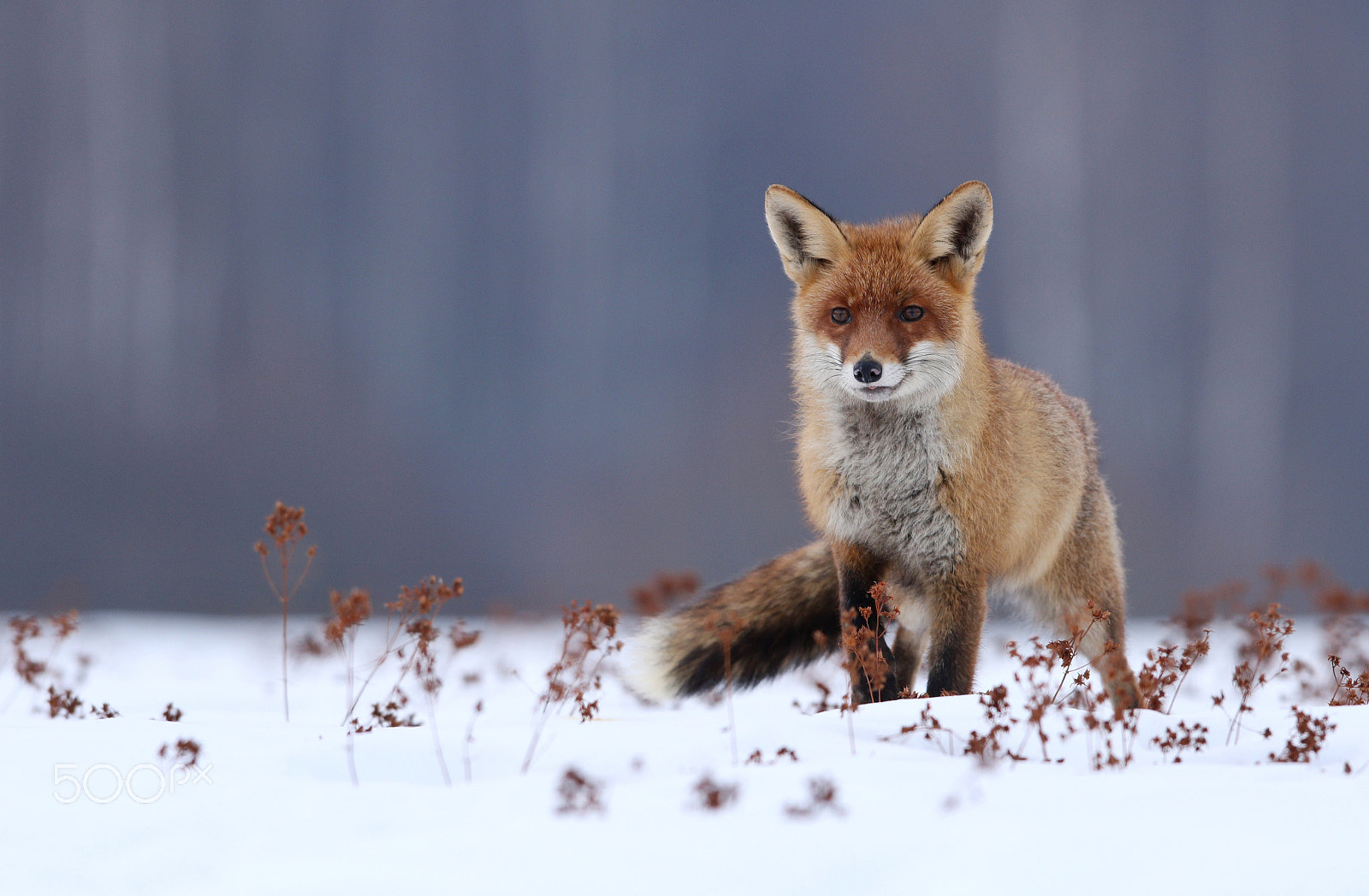 Canon EOS 760D (EOS Rebel T6s / EOS 8000D) + Canon EF 300mm F2.8L IS USM sample photo. Mr. fox photography