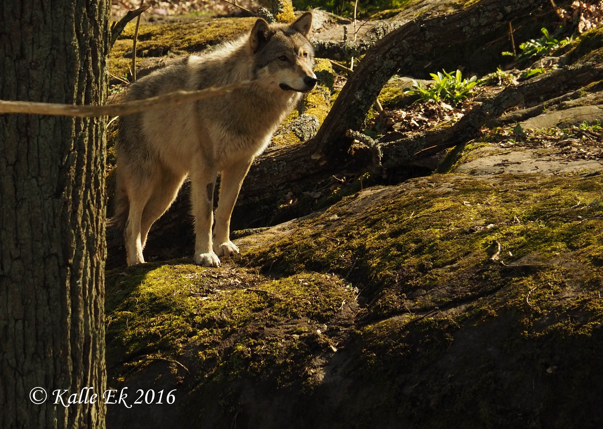 OLYMPUS M.14-150mm F4.0-5.6 II sample photo. The wolf photography