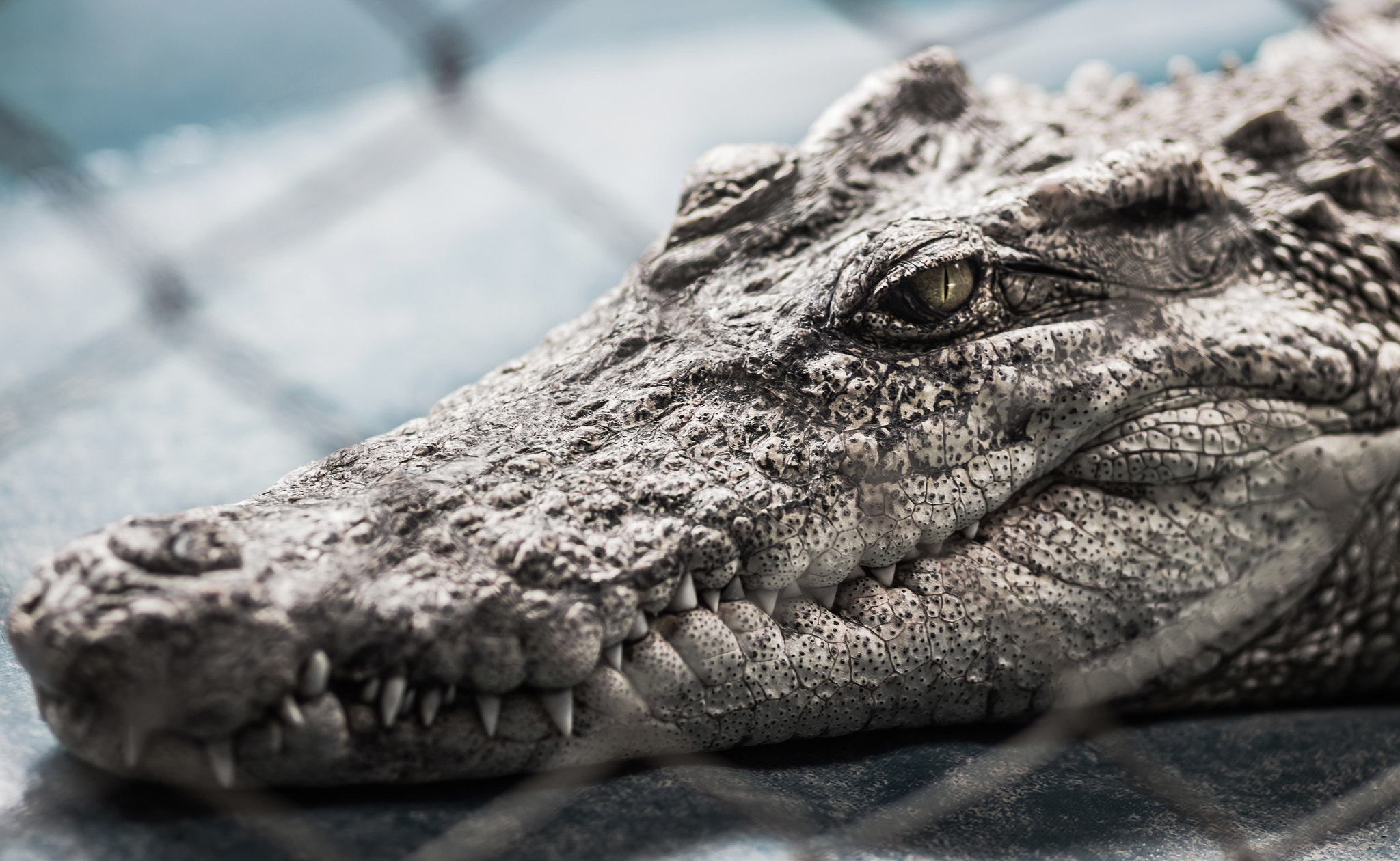 Canon EF 85mm F1.8 USM sample photo. Img photography