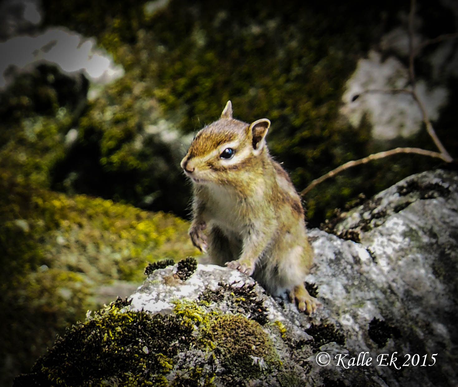 OLYMPUS M.14-150mm F4.0-5.6 II sample photo. The squirrel photography