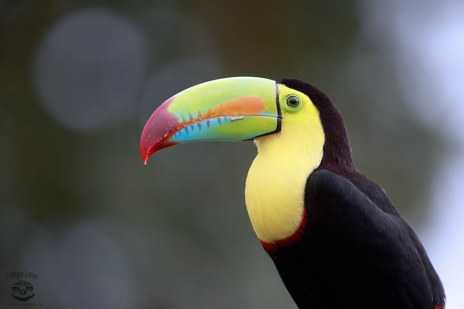 Canon EF 500mm F4L IS II USM sample photo. Toucan photography