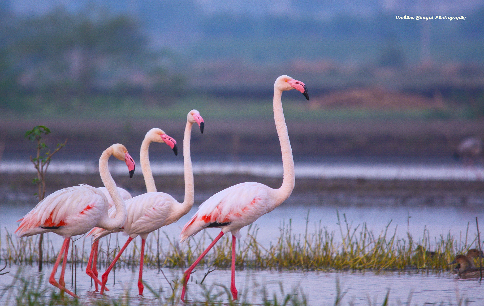 Nikon D5200 + Sigma 150-500mm F5-6.3 DG OS HSM sample photo. Flamingos photography