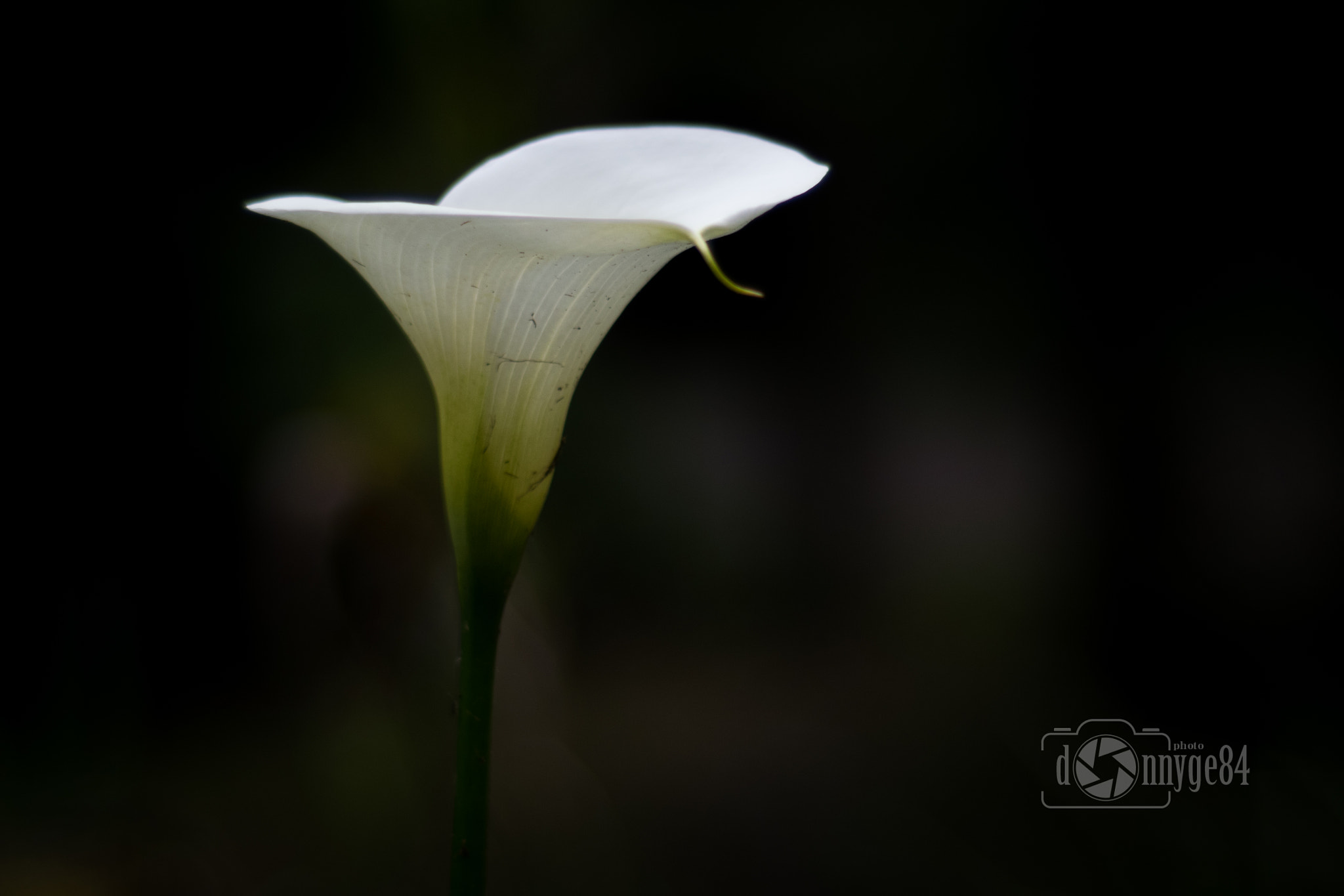 Nikon D5300 + Nikon AF Nikkor 50mm F1.8D sample photo. Cala o lirio de agua photography