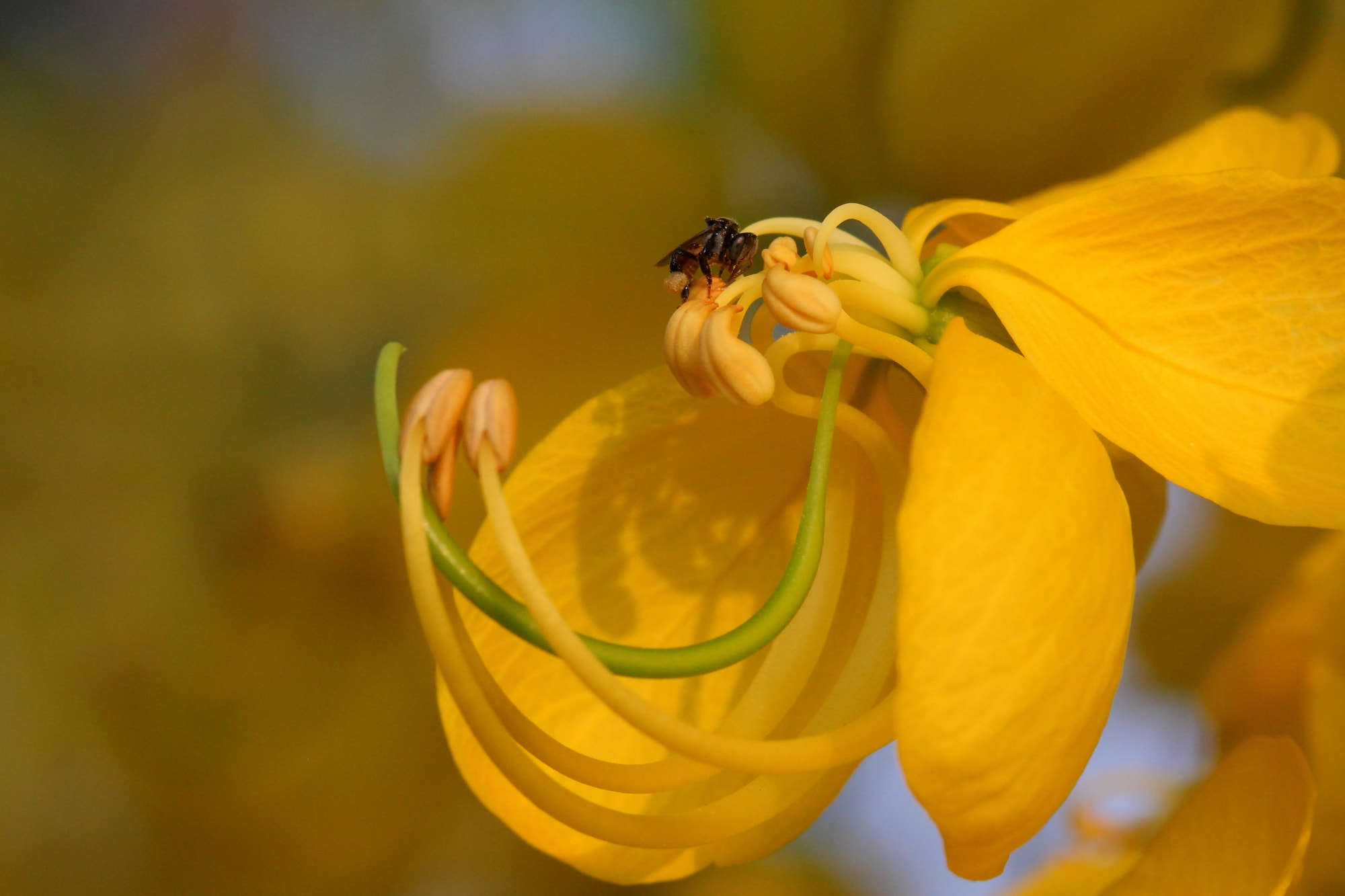 Canon EF 100mm F2.8 Macro USM sample photo. 9010 photography