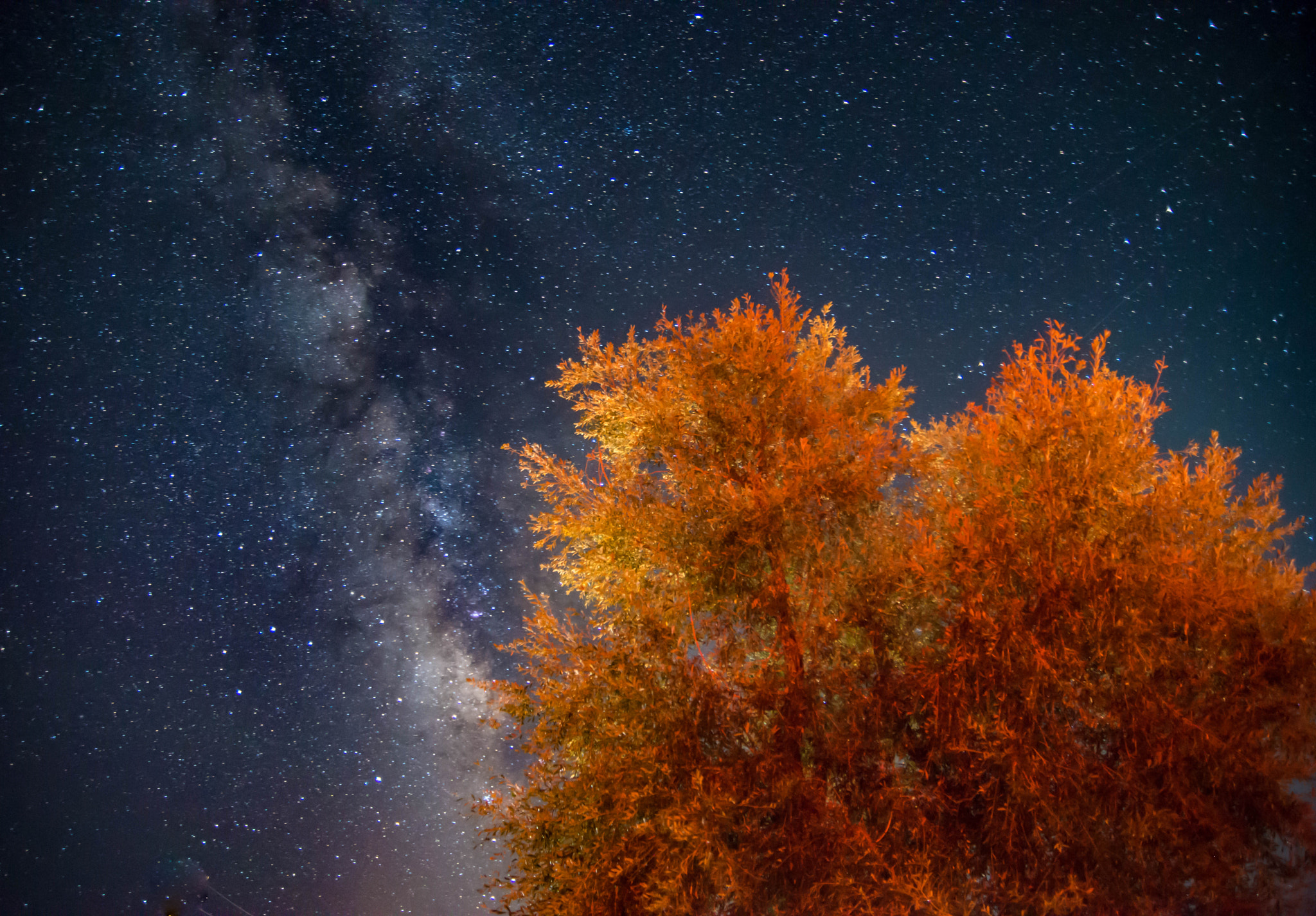 Nikon D600 sample photo. Fall in milky way photography