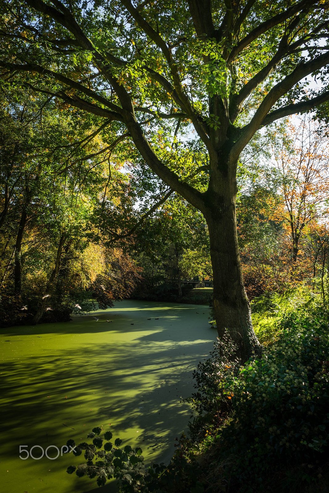 Sony a7R + Sony FE 28-70mm F3.5-5.6 OSS sample photo. Into the forest photography