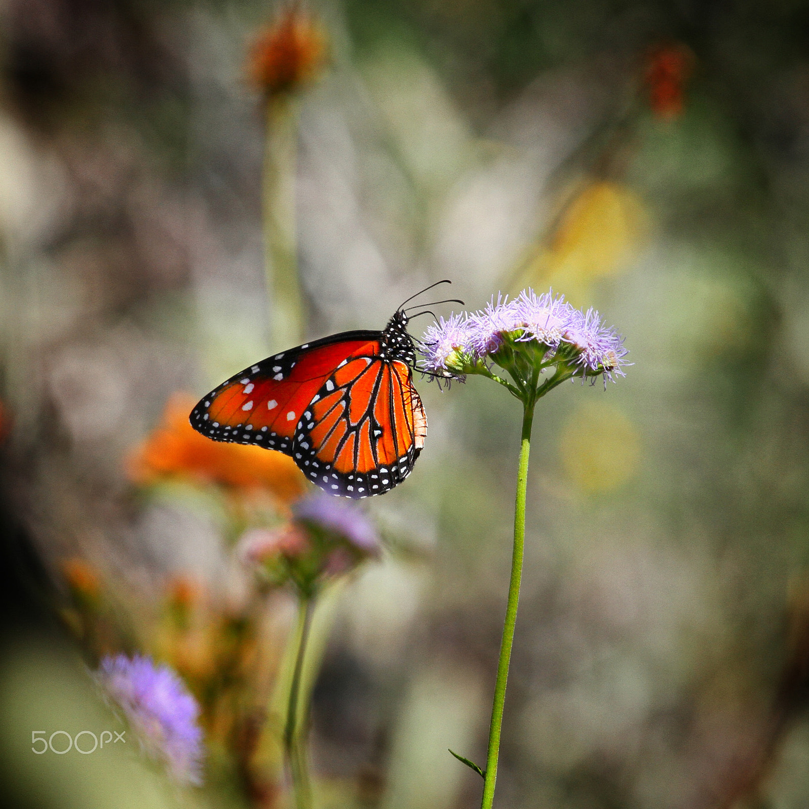 Canon EF 100-400mm F4.5-5.6L IS USM sample photo. Flutter-by on a flower photography