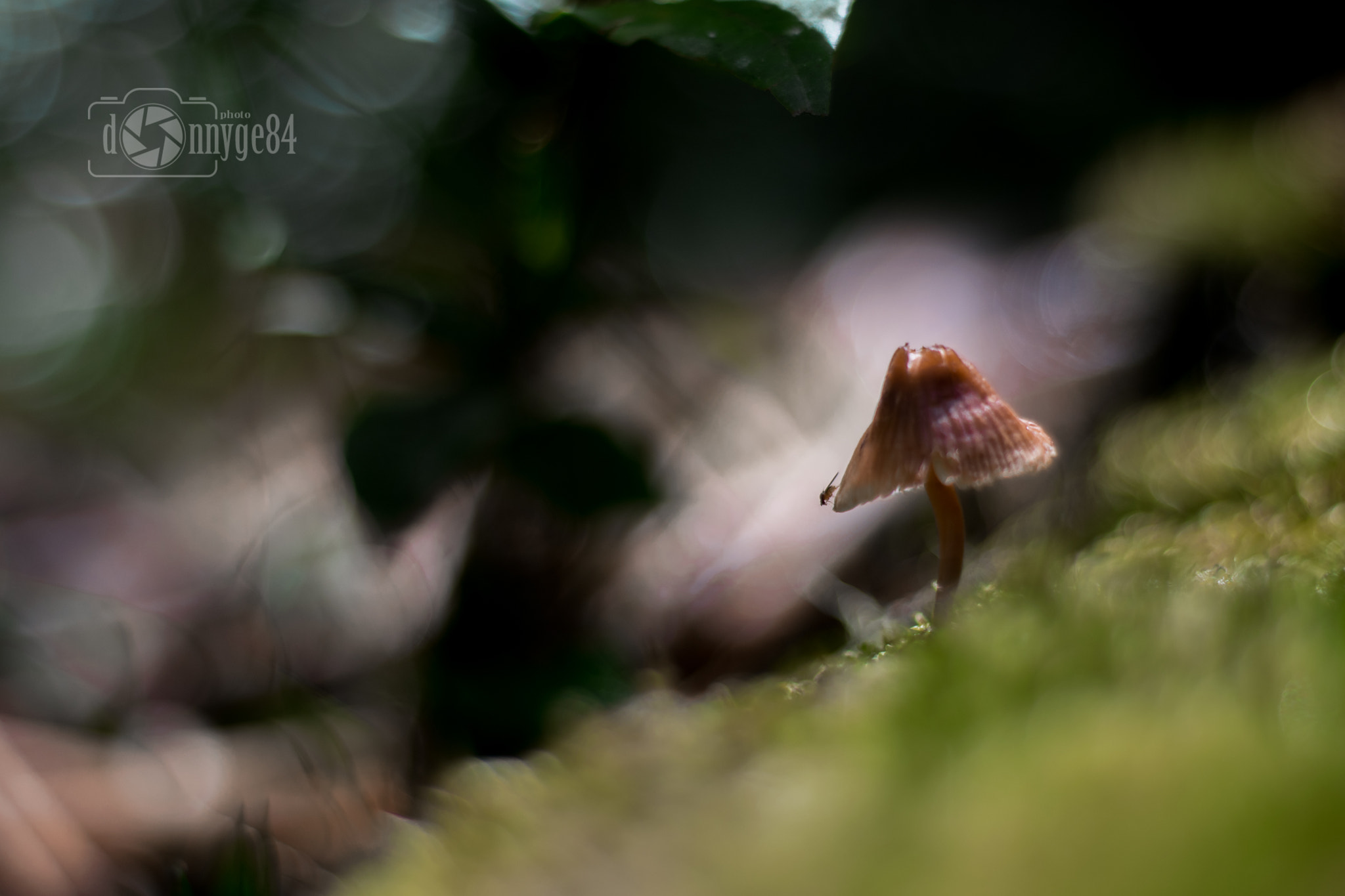 Nikon D5300 + Nikon AF Nikkor 50mm F1.8D sample photo. Mushroom in the moss photography