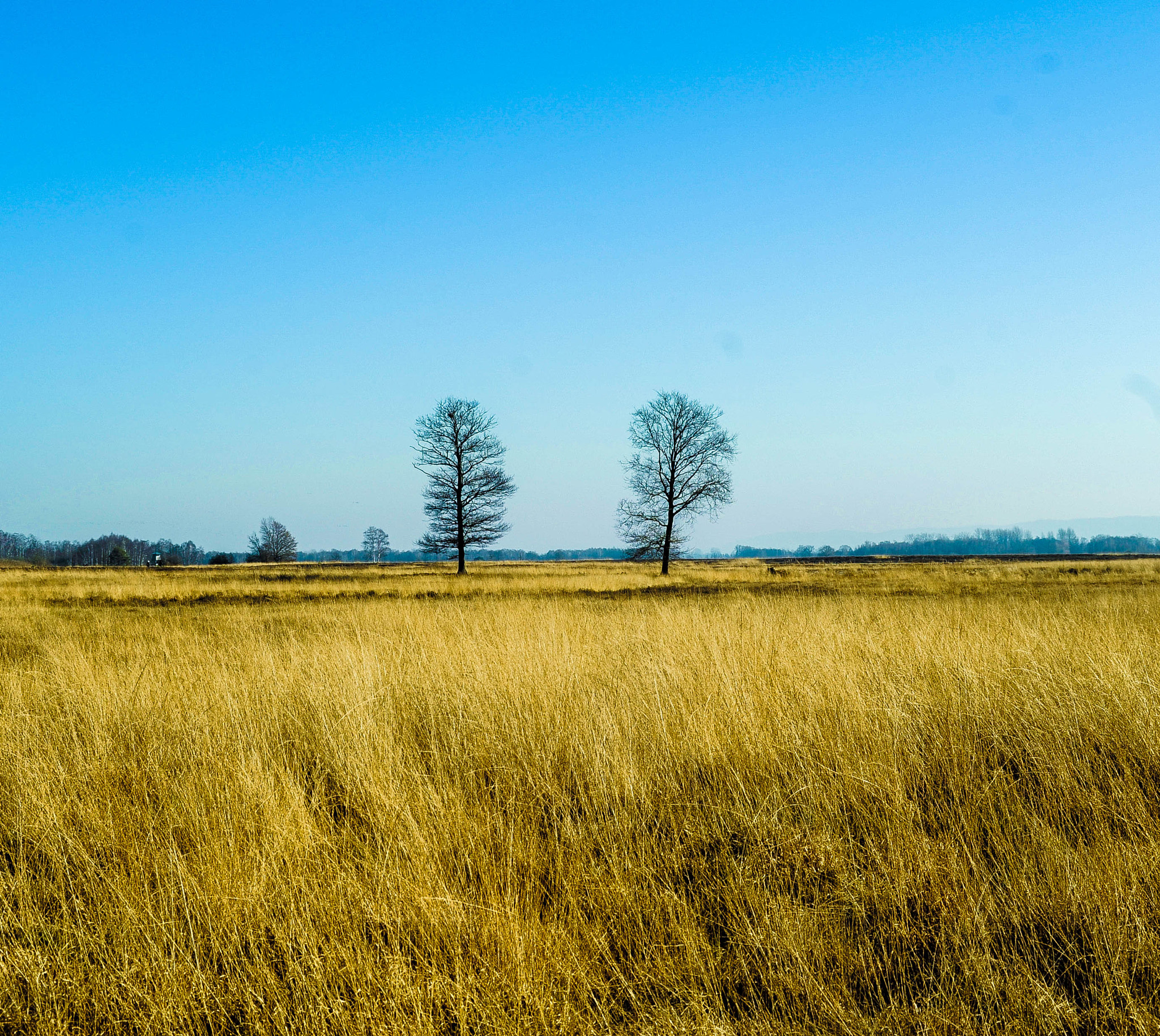 Nikon D700 sample photo. The double tree - nature photography