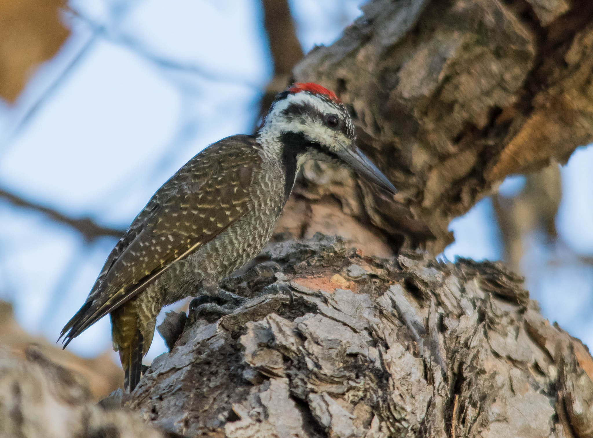 Sigma 150-500mm F5-6.3 DG OS HSM sample photo. Bearded woodpecker photography