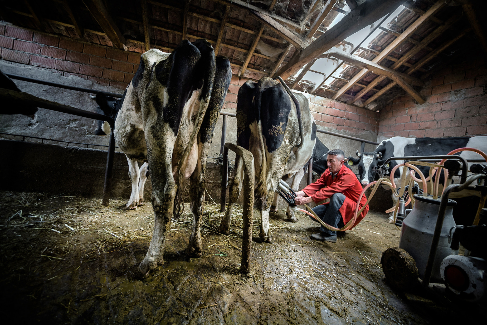 Canon EOS 5D + Sigma 15-30mm f/3.5-4.5 EX DG Aspherical sample photo. Milking photography