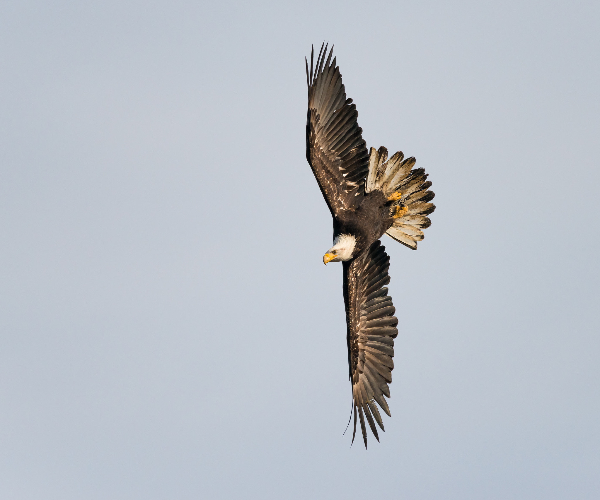 Nikon D800 + Nikon AF-S Nikkor 300mm F4D ED-IF sample photo. Bald eagle making a dive photography