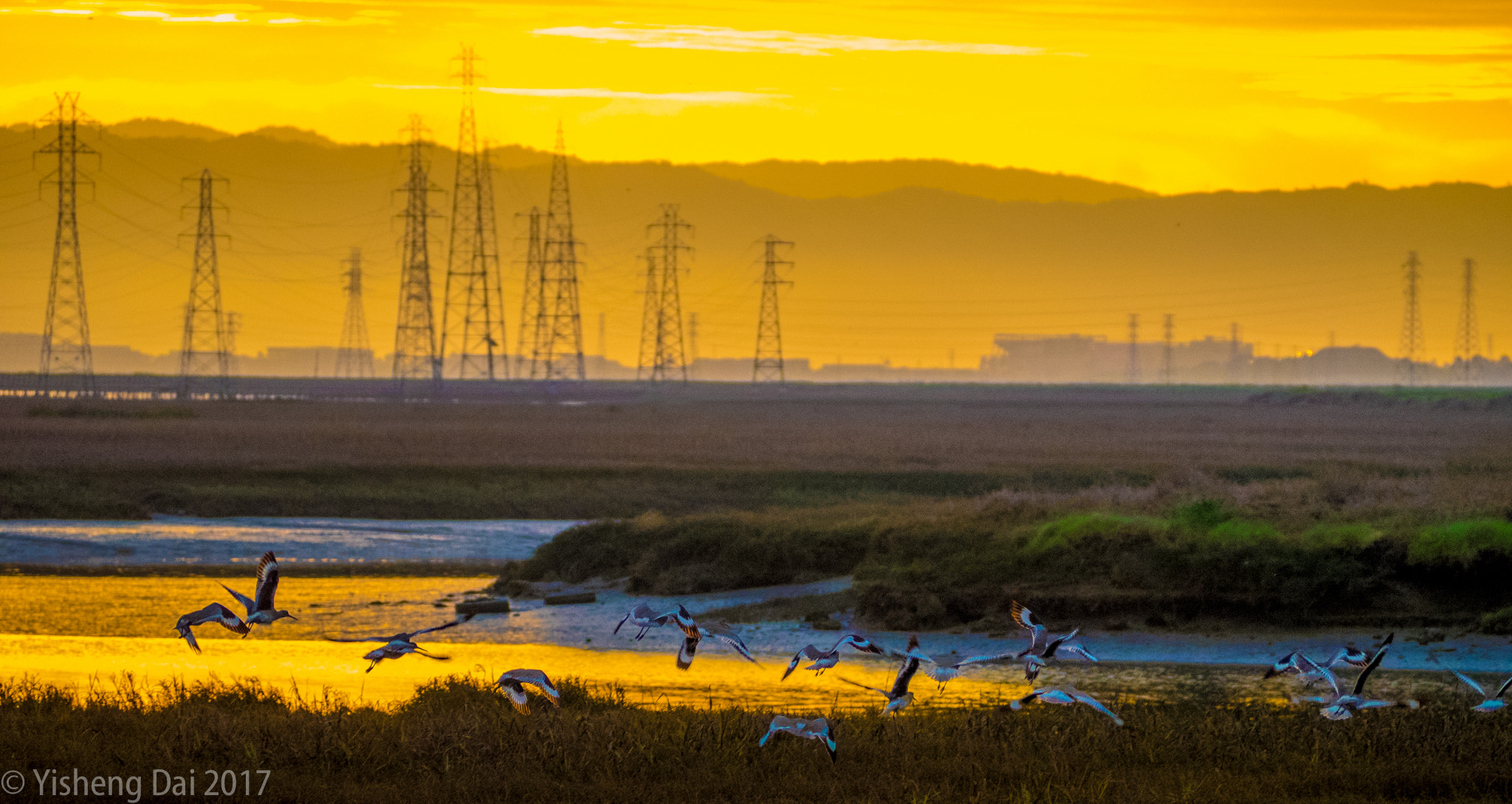 Olympus OM-D E-M1 sample photo. Morning birds photography
