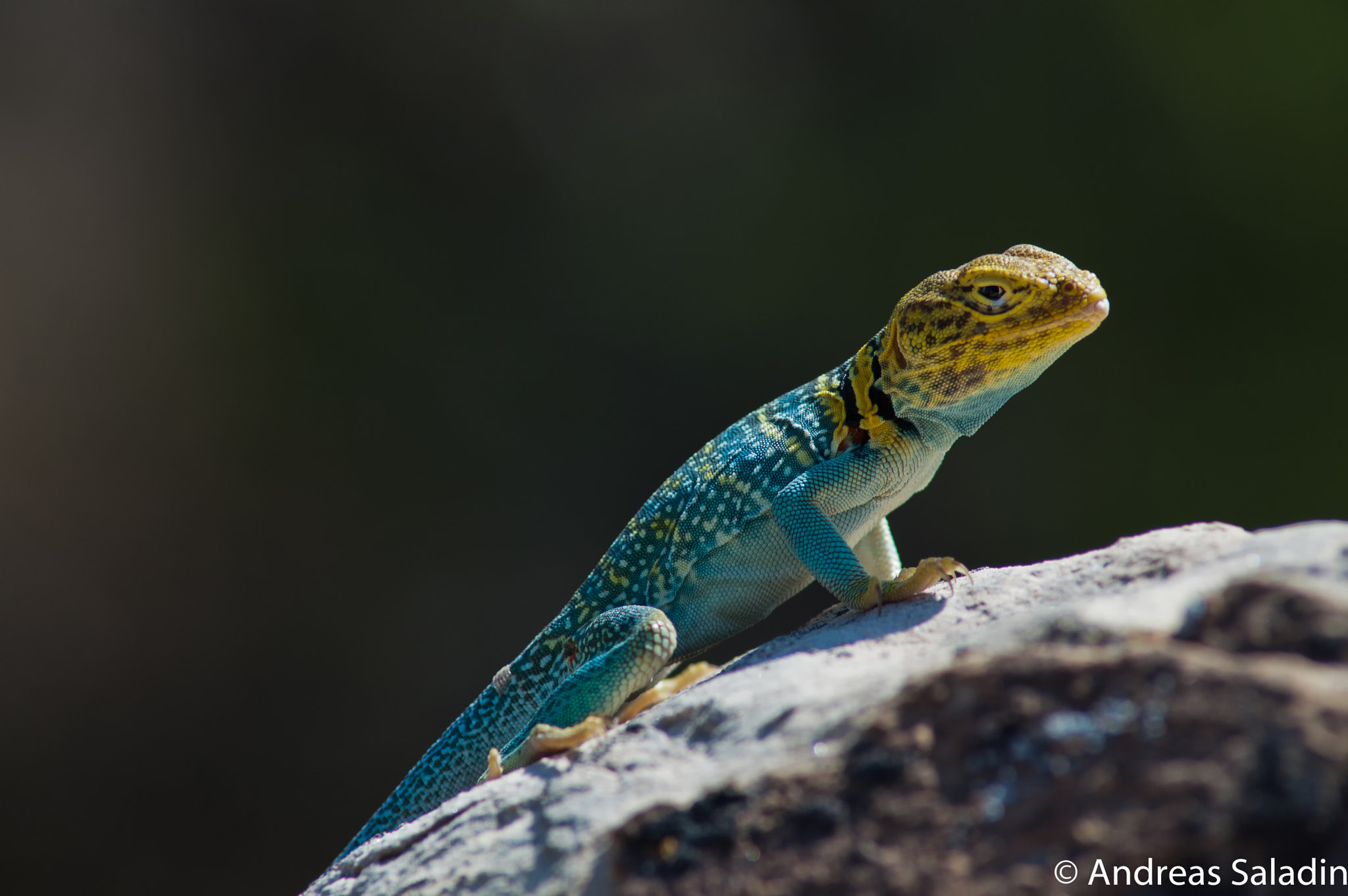 Nikon D70 + AF Nikkor 300mm f/4 IF-ED sample photo. Leguan photography