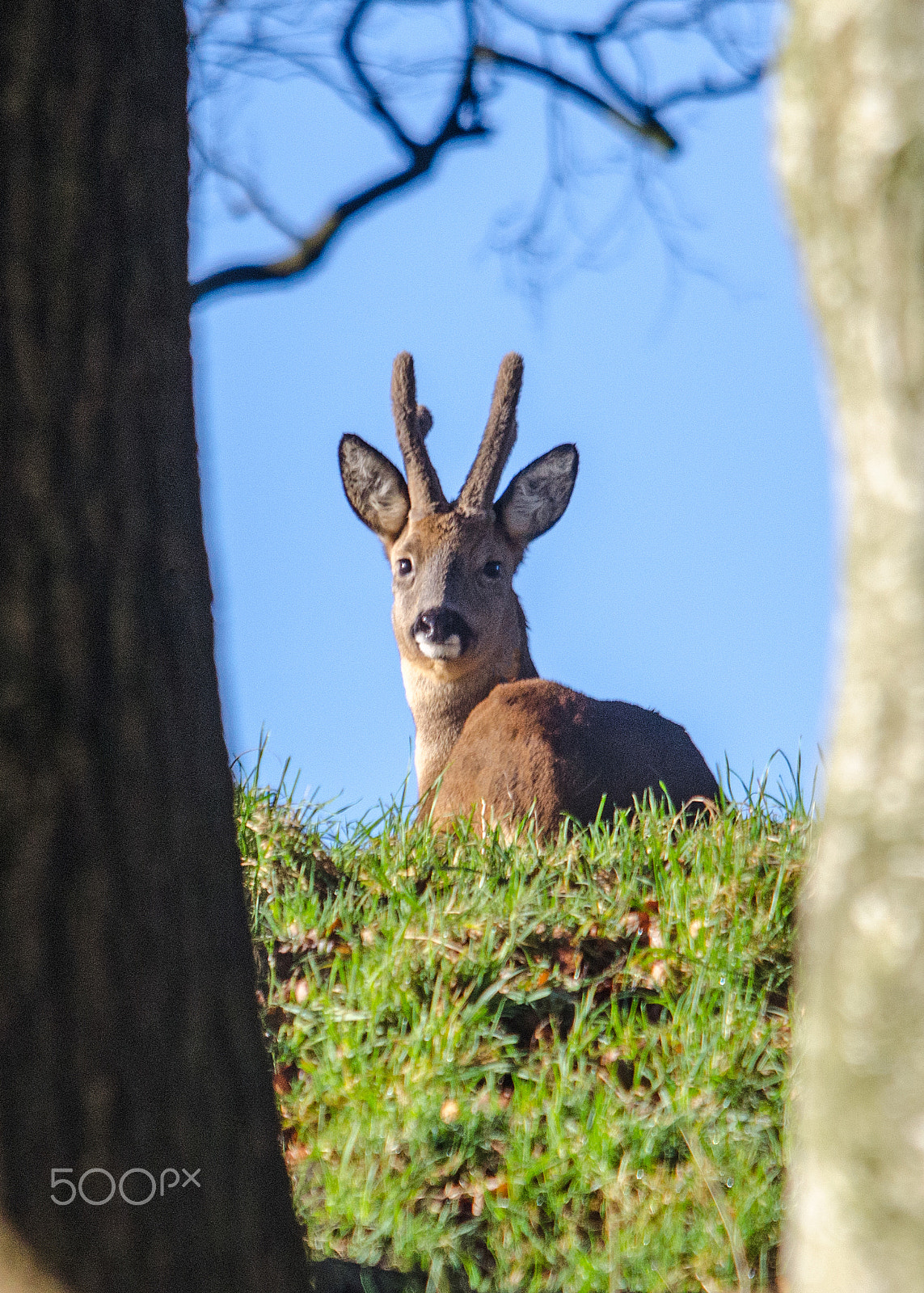 Sigma 150-500mm F5-6.3 DG OS HSM sample photo. Roe buck in the sunshine photography